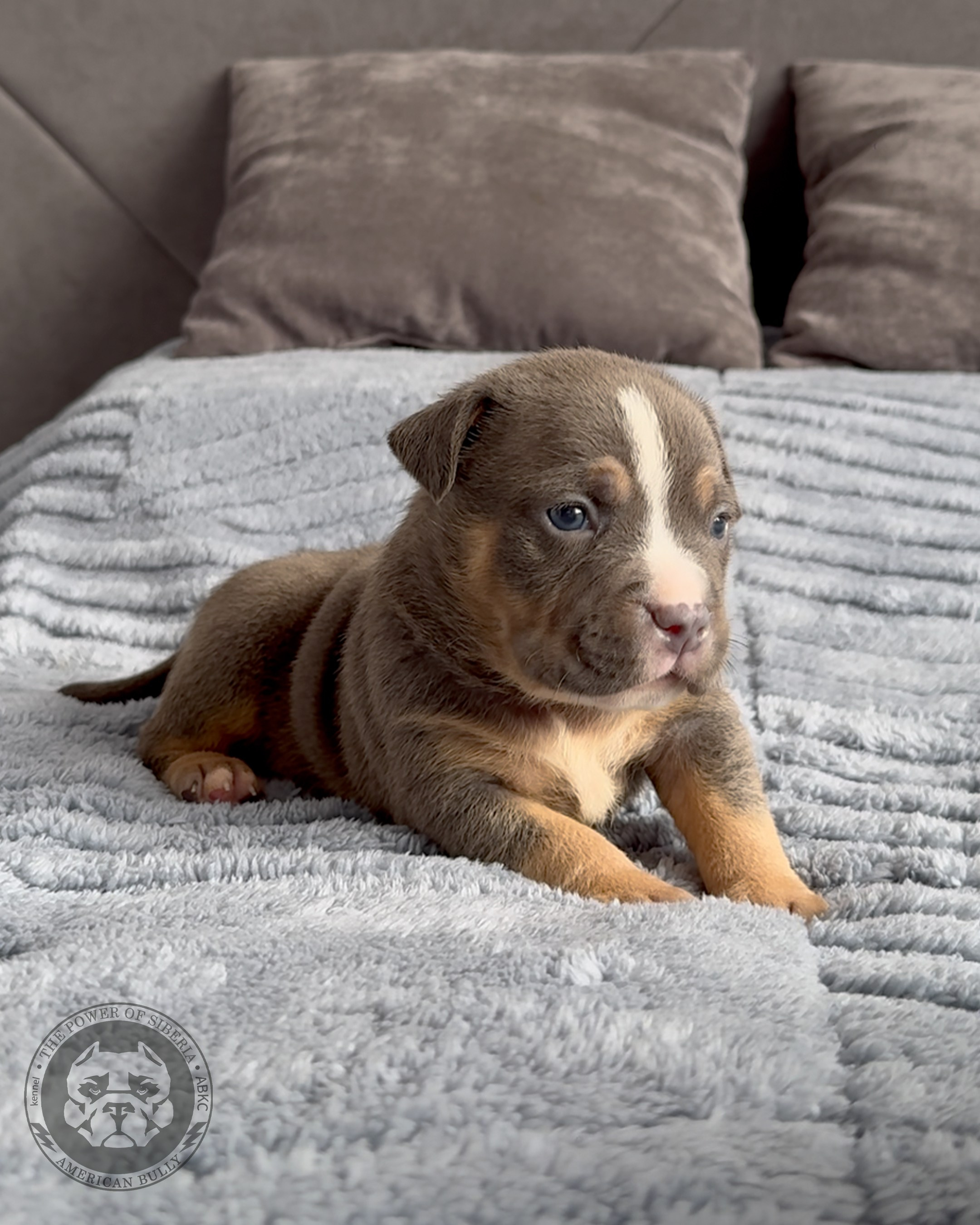 Свободные щенки Американский Булли, в типах покет, классик, стандарт. Американский Булли в г. Ростов-на-Дону. Питомник THE POWER OF SIBERIA