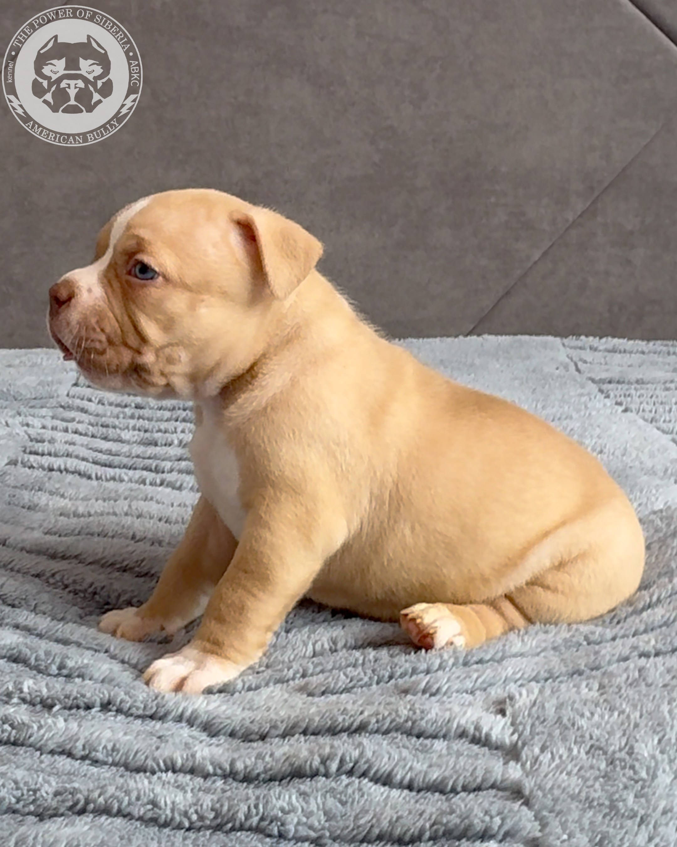 Свободные щенки Американский Булли, в типах покет, классик, стандарт. Американский Булли в г. Ростов-на-Дону. Питомник THE POWER OF SIBERIA