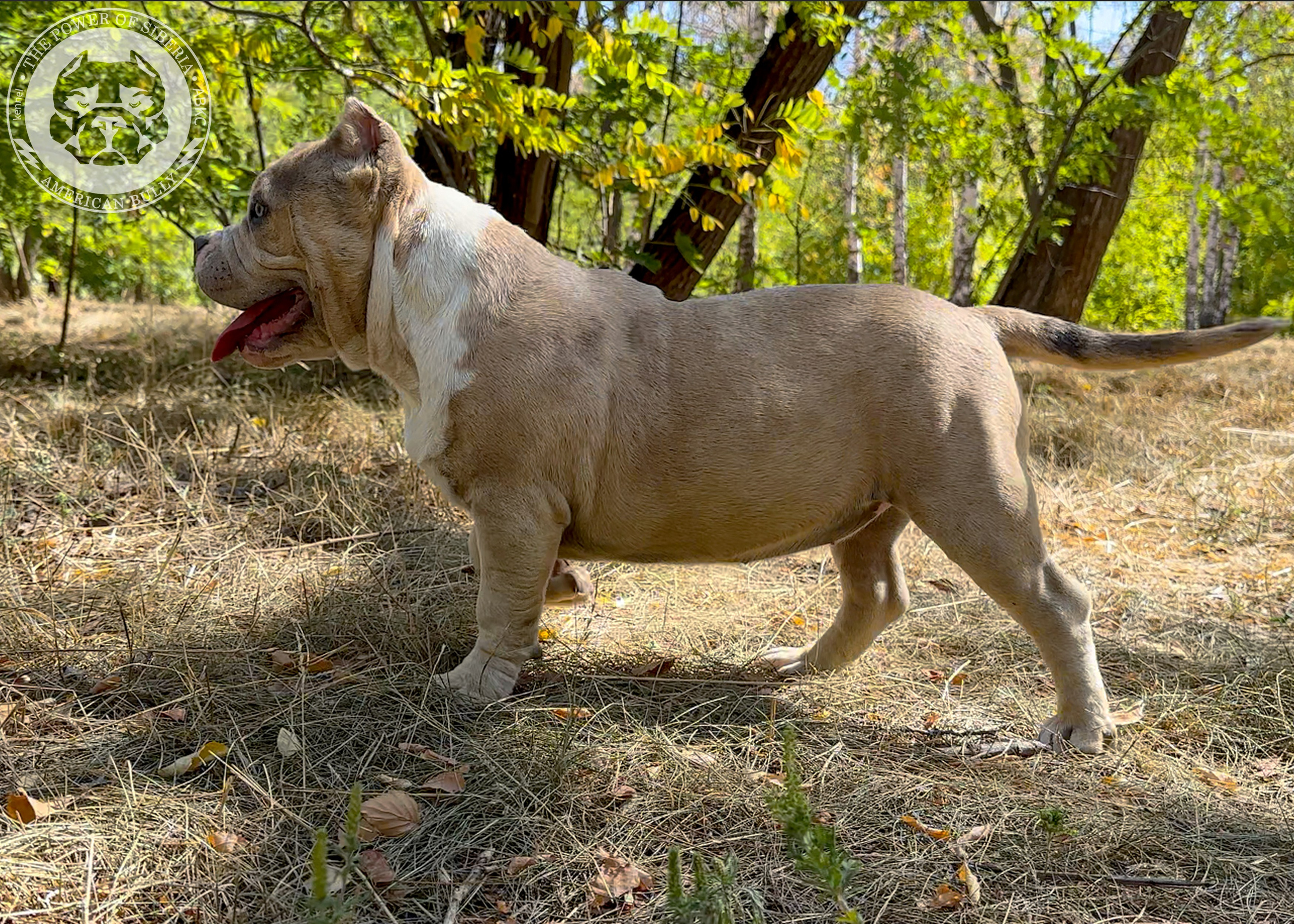 Помет Каспер и Тагира. 21.04.25. Американский Булли в г. Ростов-на-Дону. Питомник THE POWER OF SIBERIA
