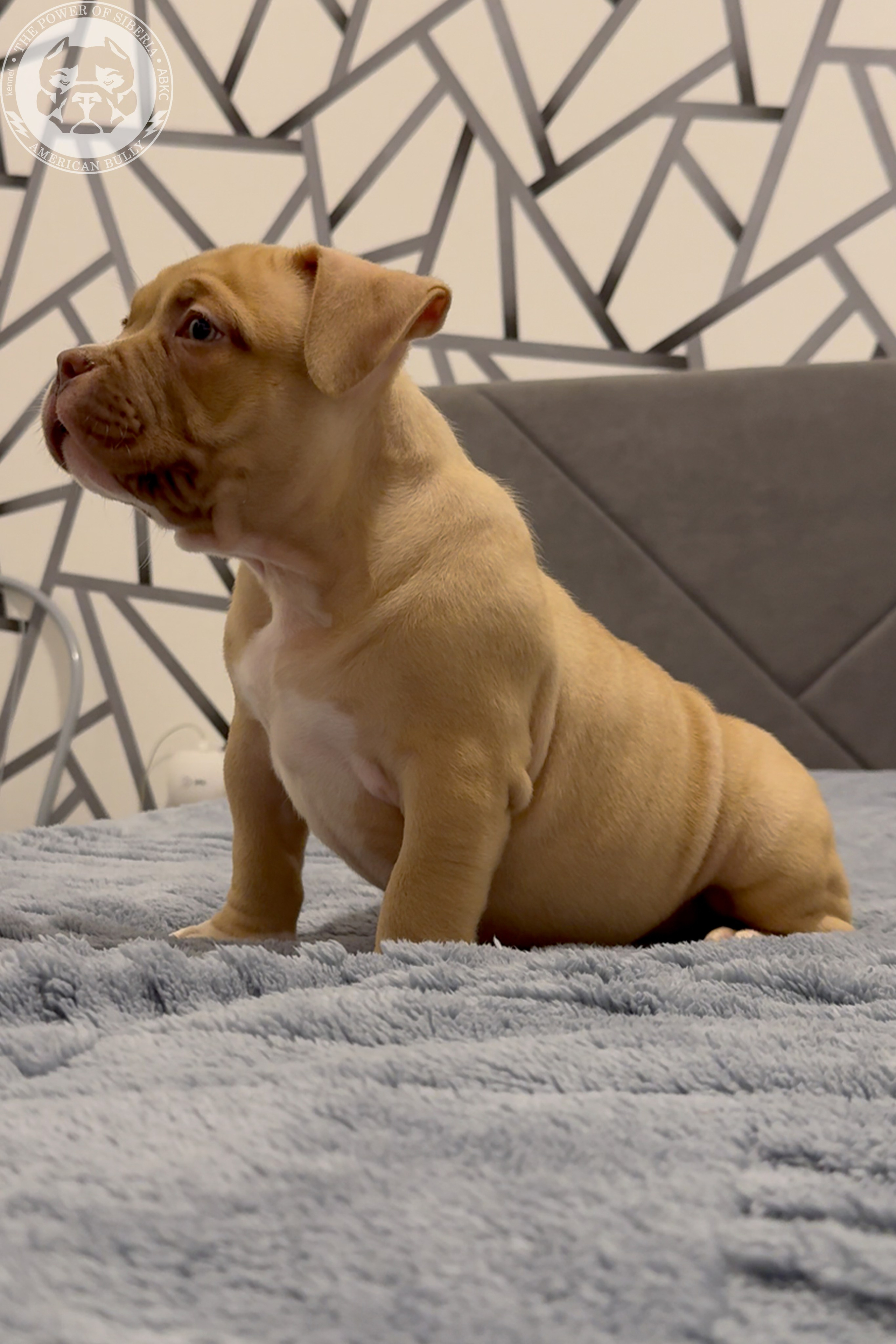 Свободные щенки Американский Булли, в типах покет, классик, стандарт. Американский Булли в г. Ростов-на-Дону. Питомник THE POWER OF SIBERIA