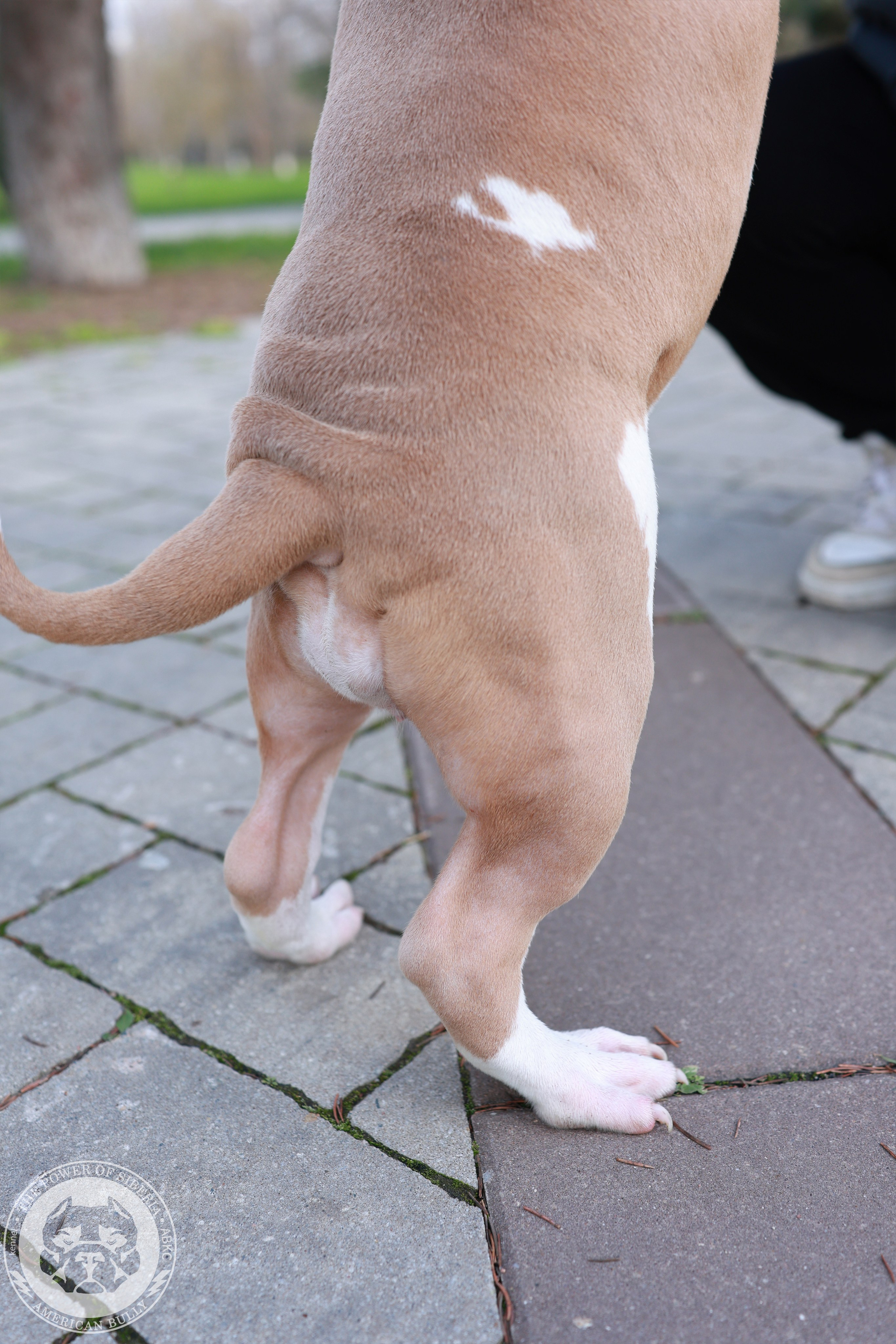 13.12.25-Мия-Турук. Американский Булли в г. Ростов-на-Дону. Питомник THE POWER OF SIBERIA