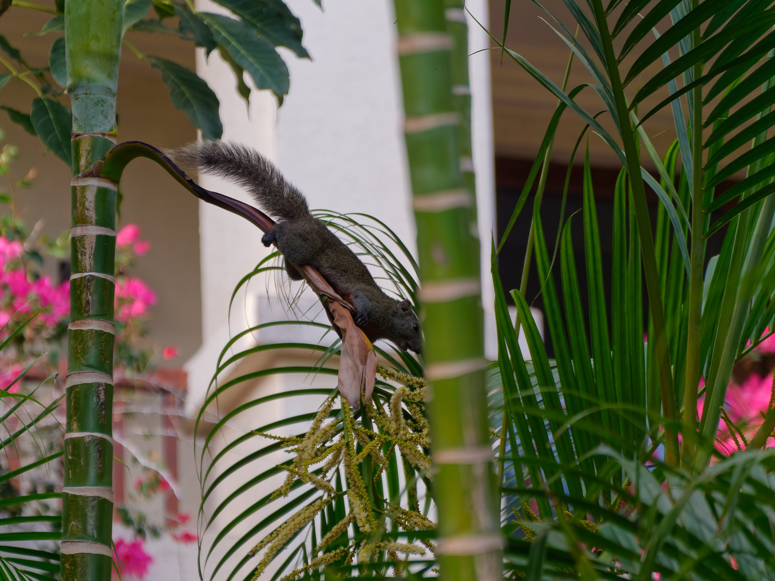 Хайнань 2026, флора, цветы и деревья. Фотопрогулки по Миру