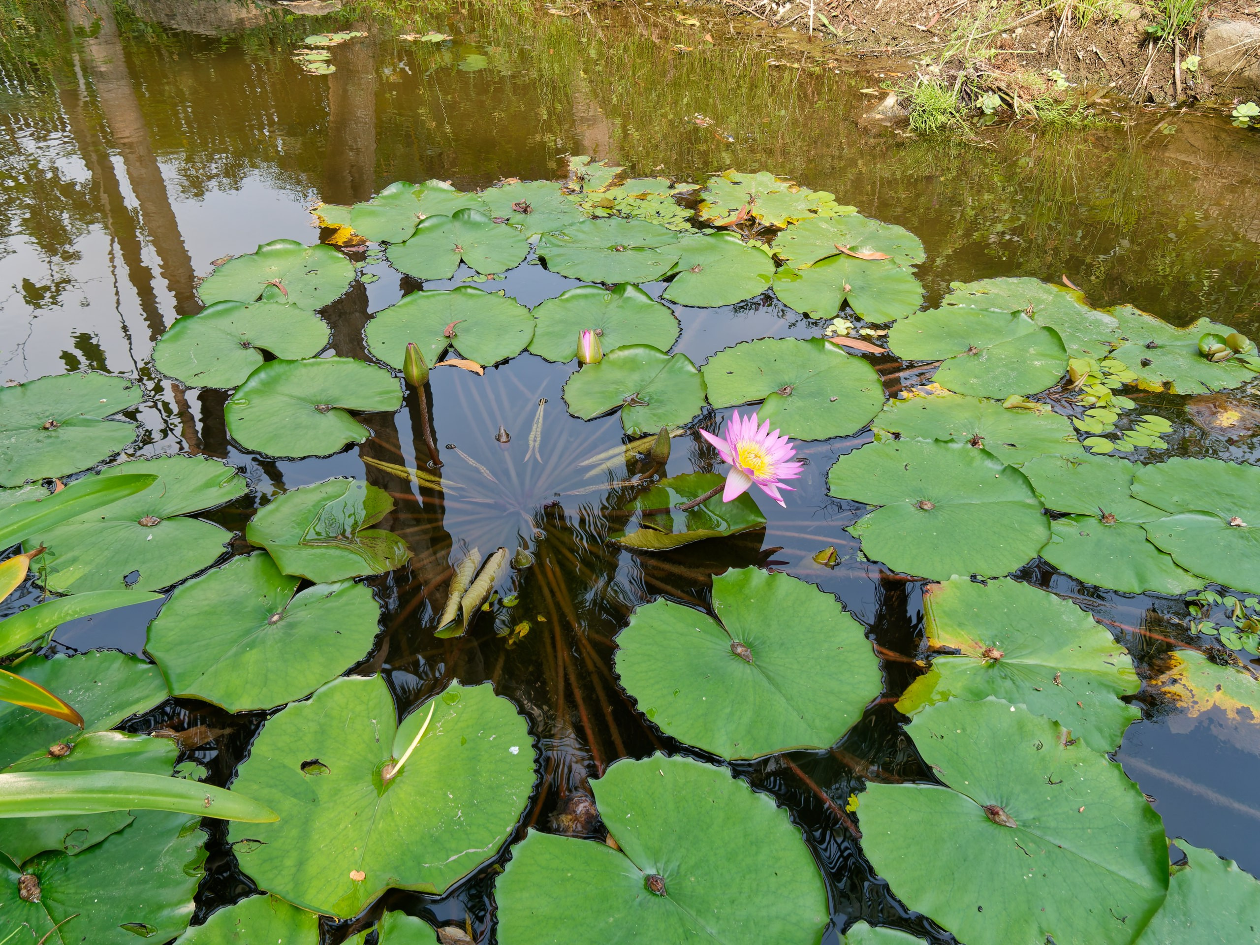 Хайнань 2026, флора, цветы и деревья. Фотопрогулки по Миру