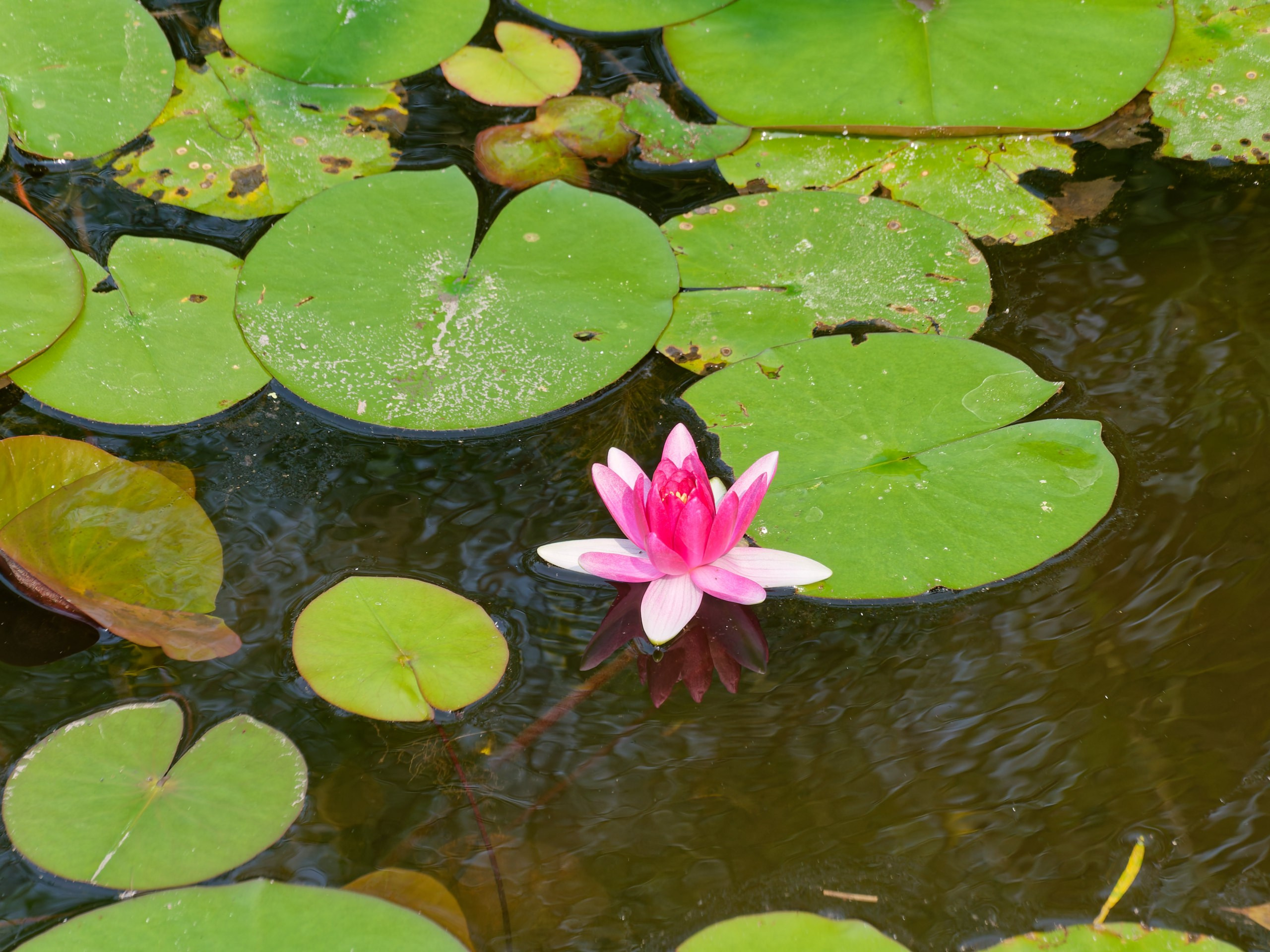Хайнань 2026, флора, цветы и деревья. Фотопрогулки по Миру