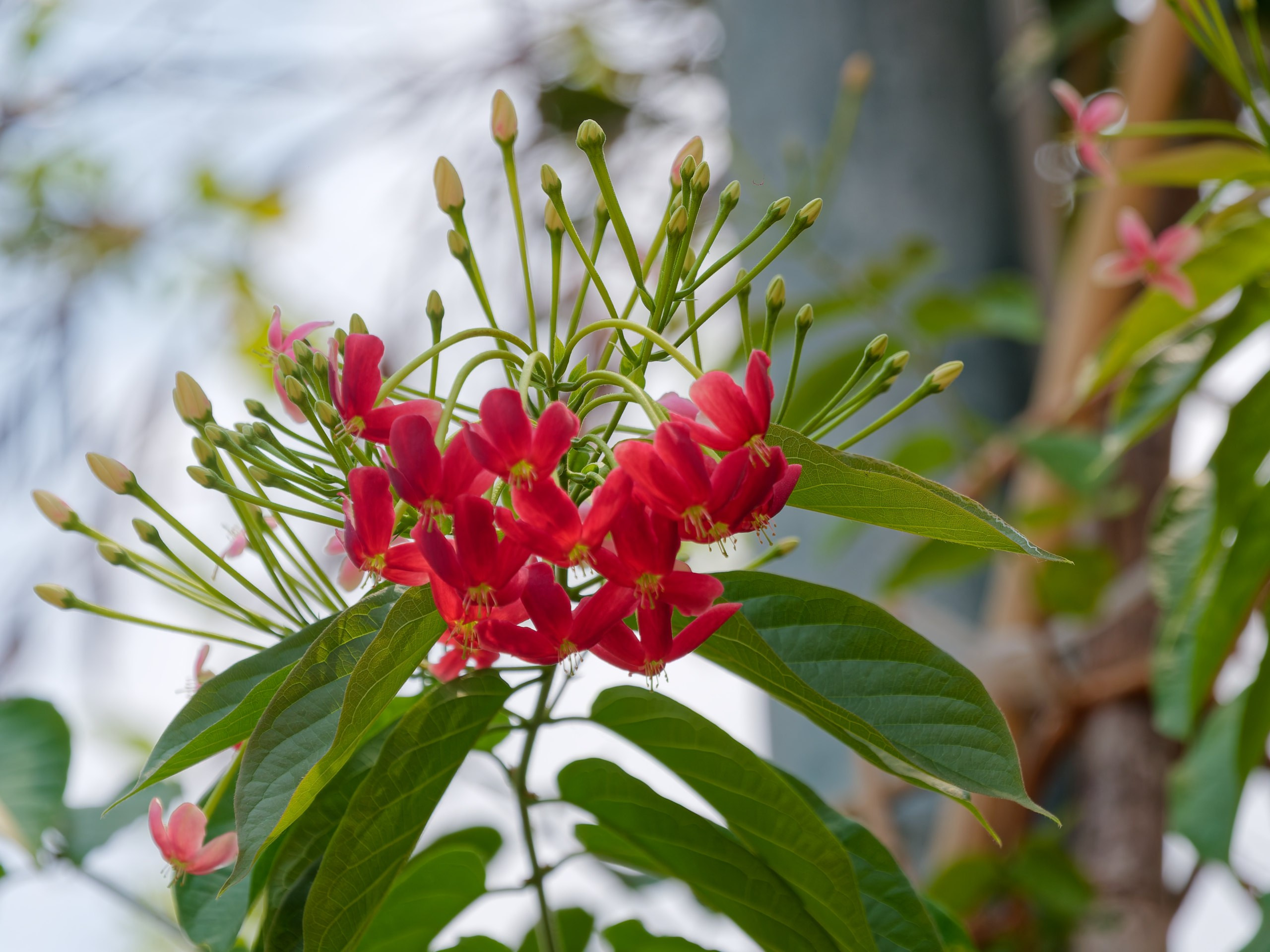 Хайнань 2026, флора, цветы и деревья. Фотопрогулки по Миру