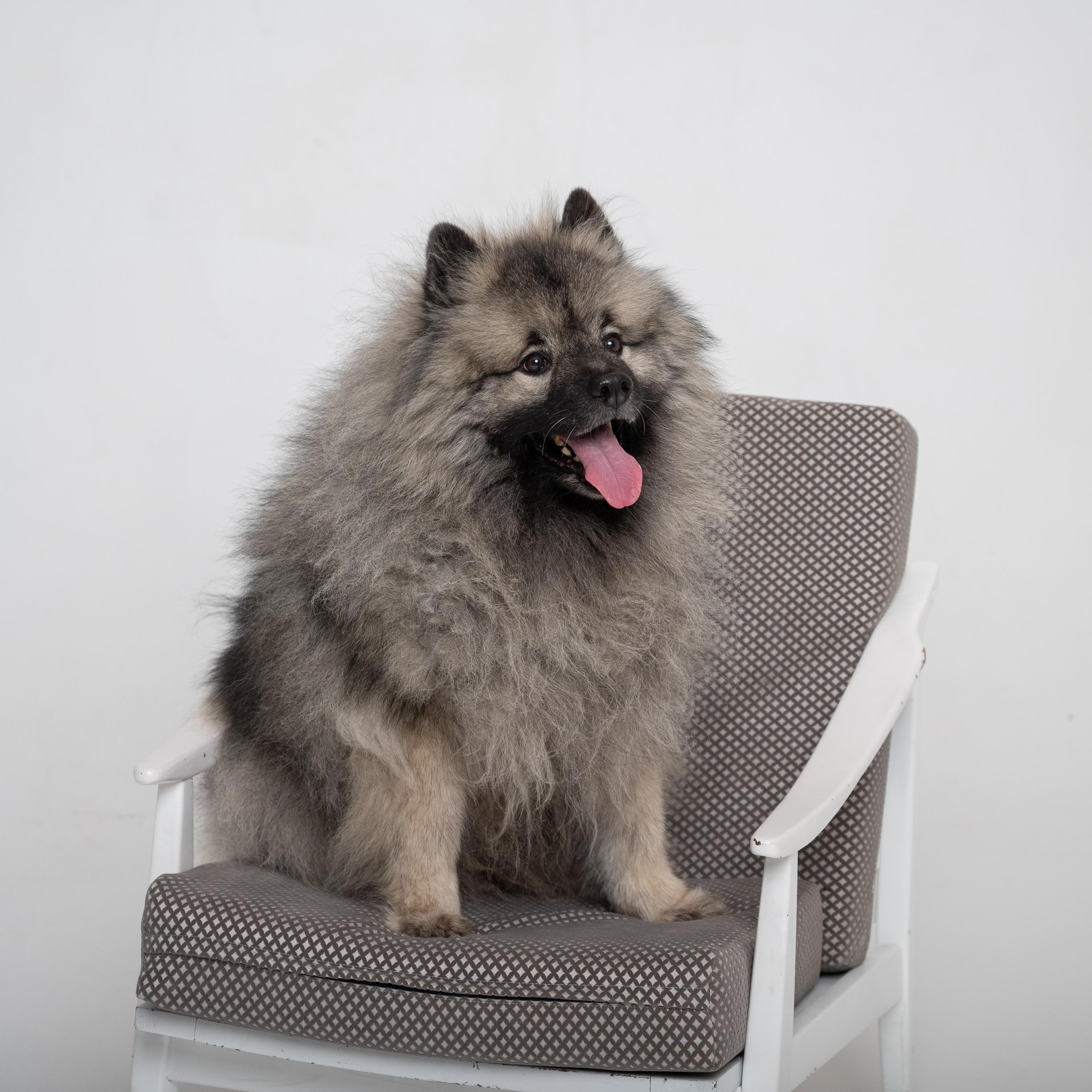 Фотоссесия с ивотными. Событийный фотограф в Санкт — Петербурге Elena Ushakova