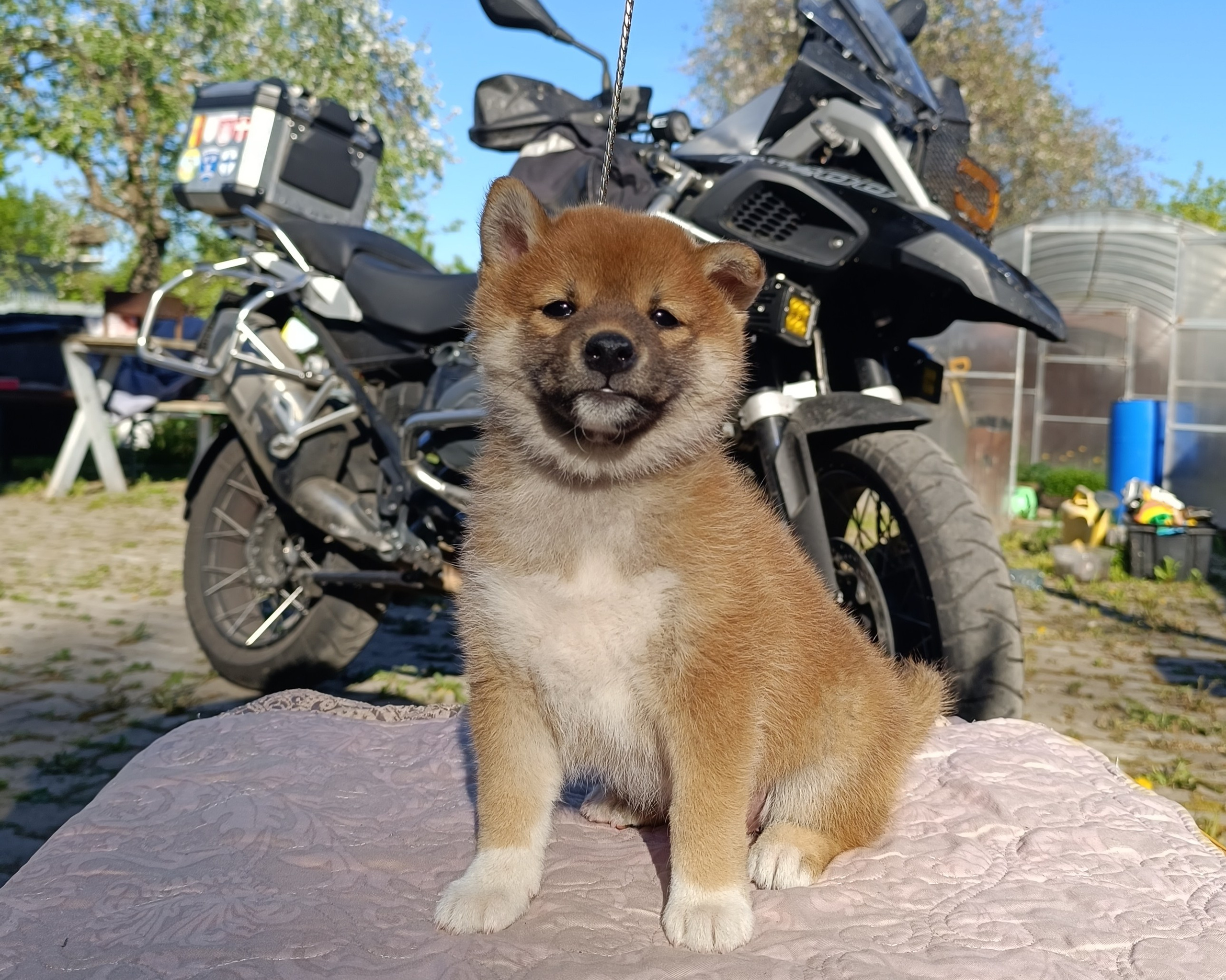 Сиба Rubylight Fumiko питомник Рубилайт