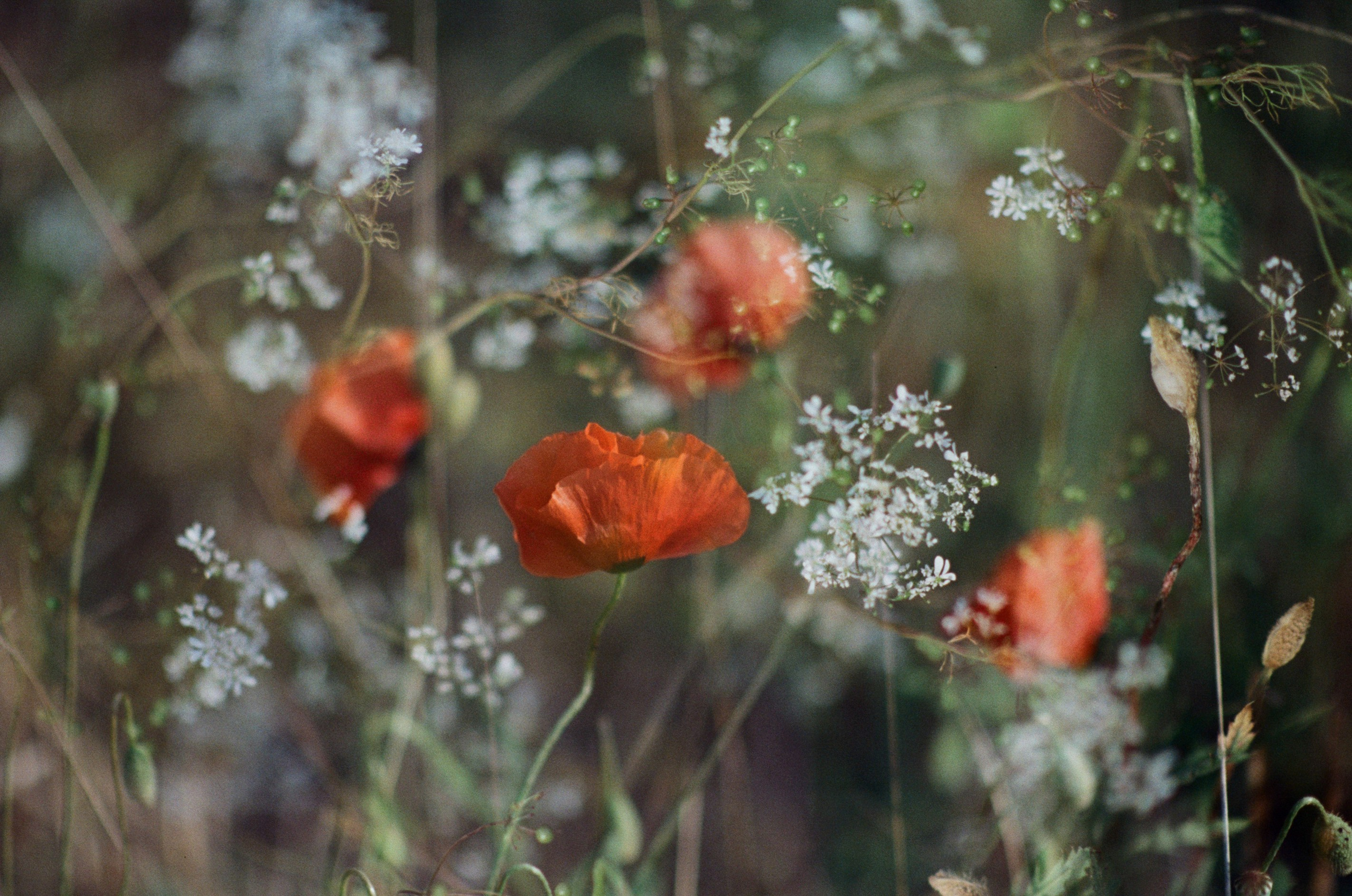 Silver strings // ukraine, crimea V. EVER EXPOSED