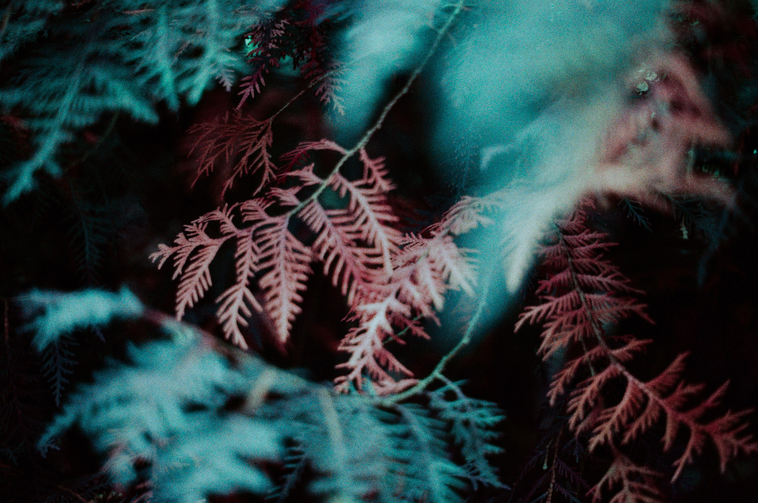 Purple overdose III. EVER EXPOSED