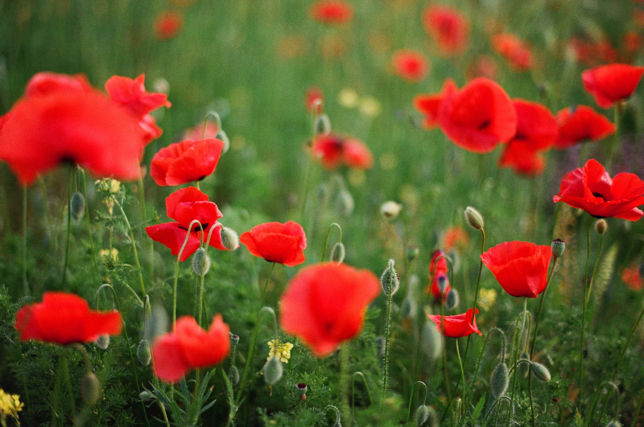 Silent running // ukraine, crimea IV. EVER EXPOSED