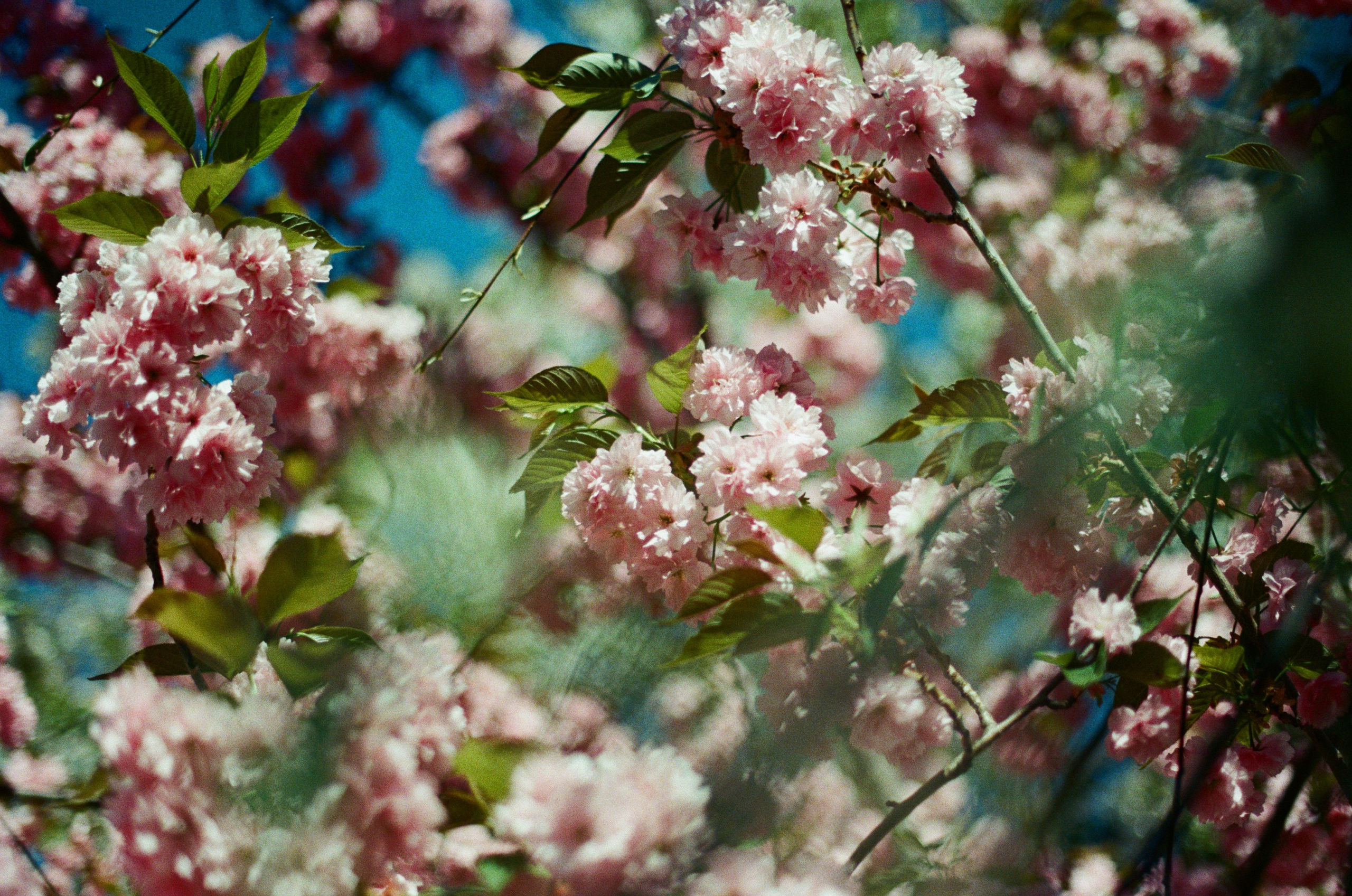 Follow you // ukraine, crimea V. EVER EXPOSED