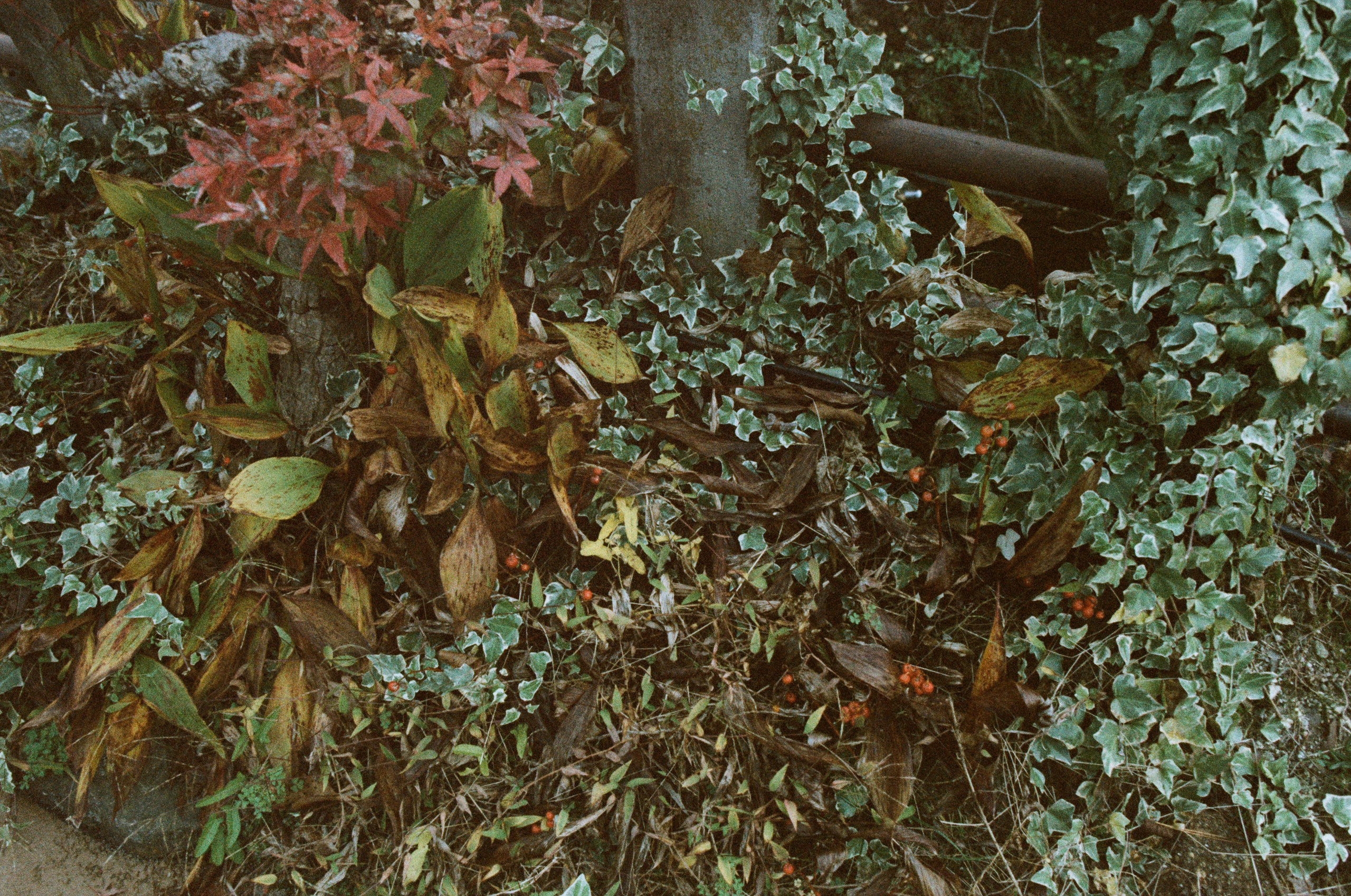 Out of noise // japan, takayama II. EVER EXPOSED