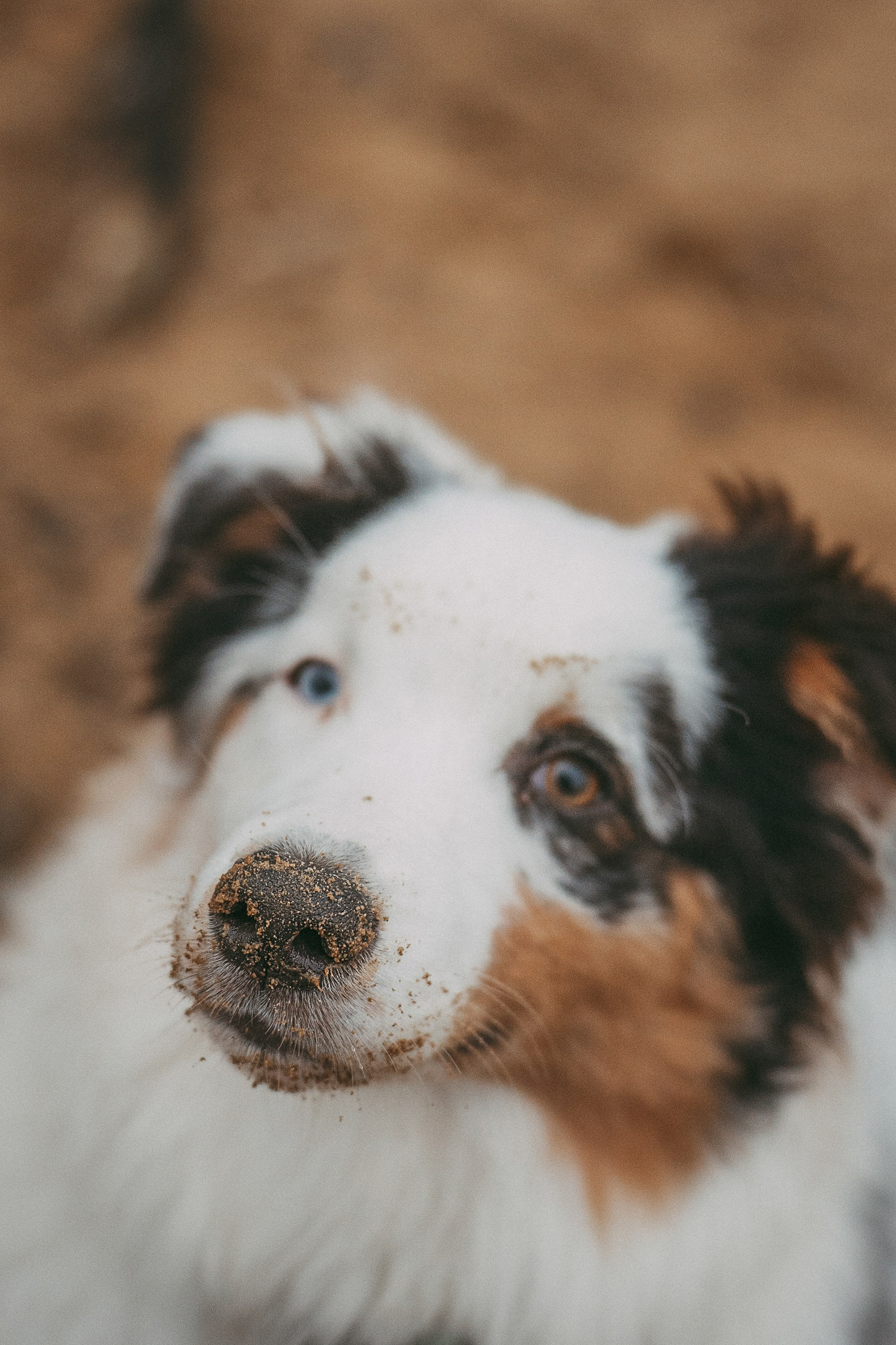 Лиза и Бублик. Фотограф анималист в Москве и Санкт-Петербурге Свиридова Анна