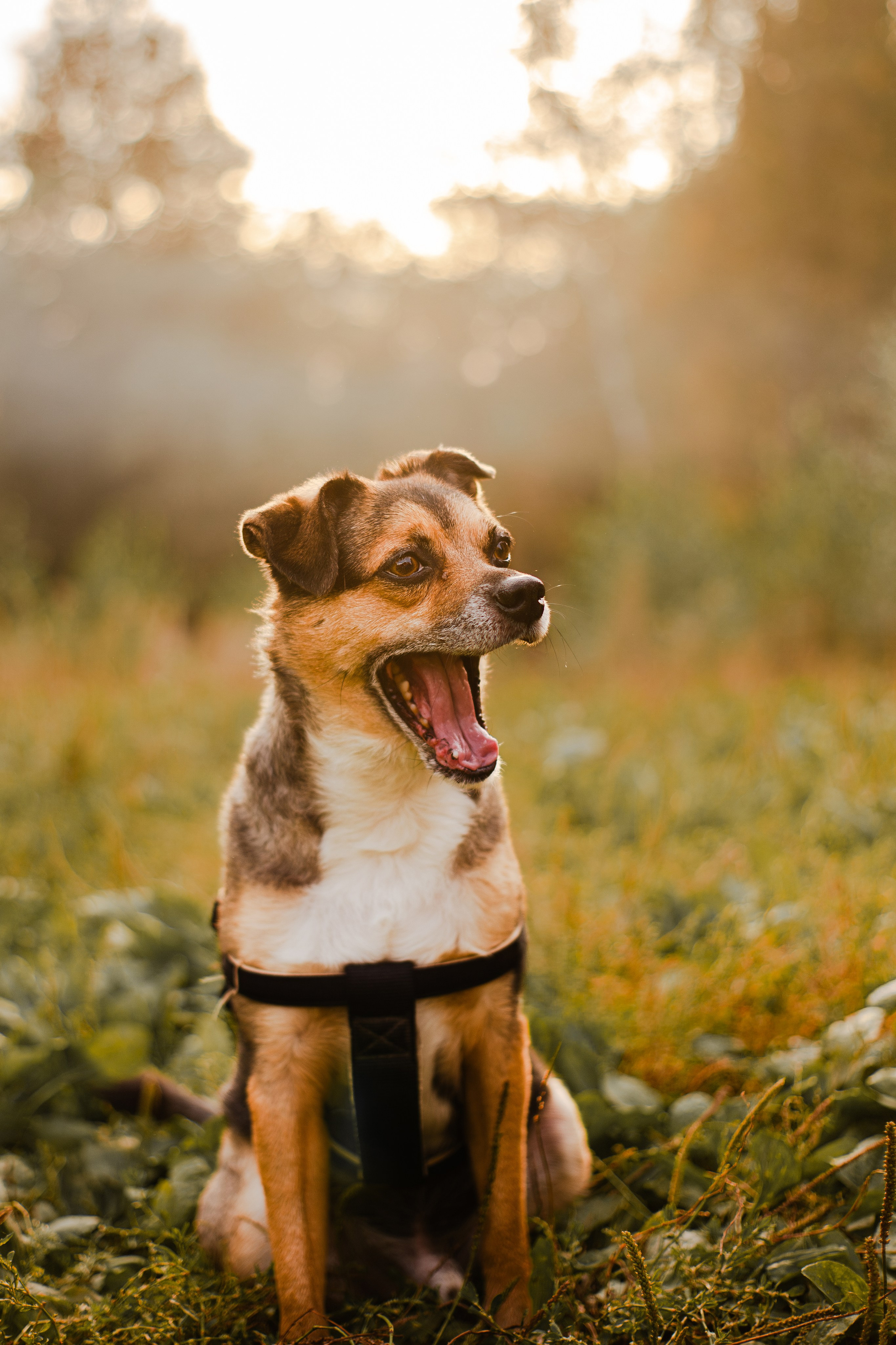 Виктория и Раф. Фотограф-анималист Мария Баркевич | Москва
