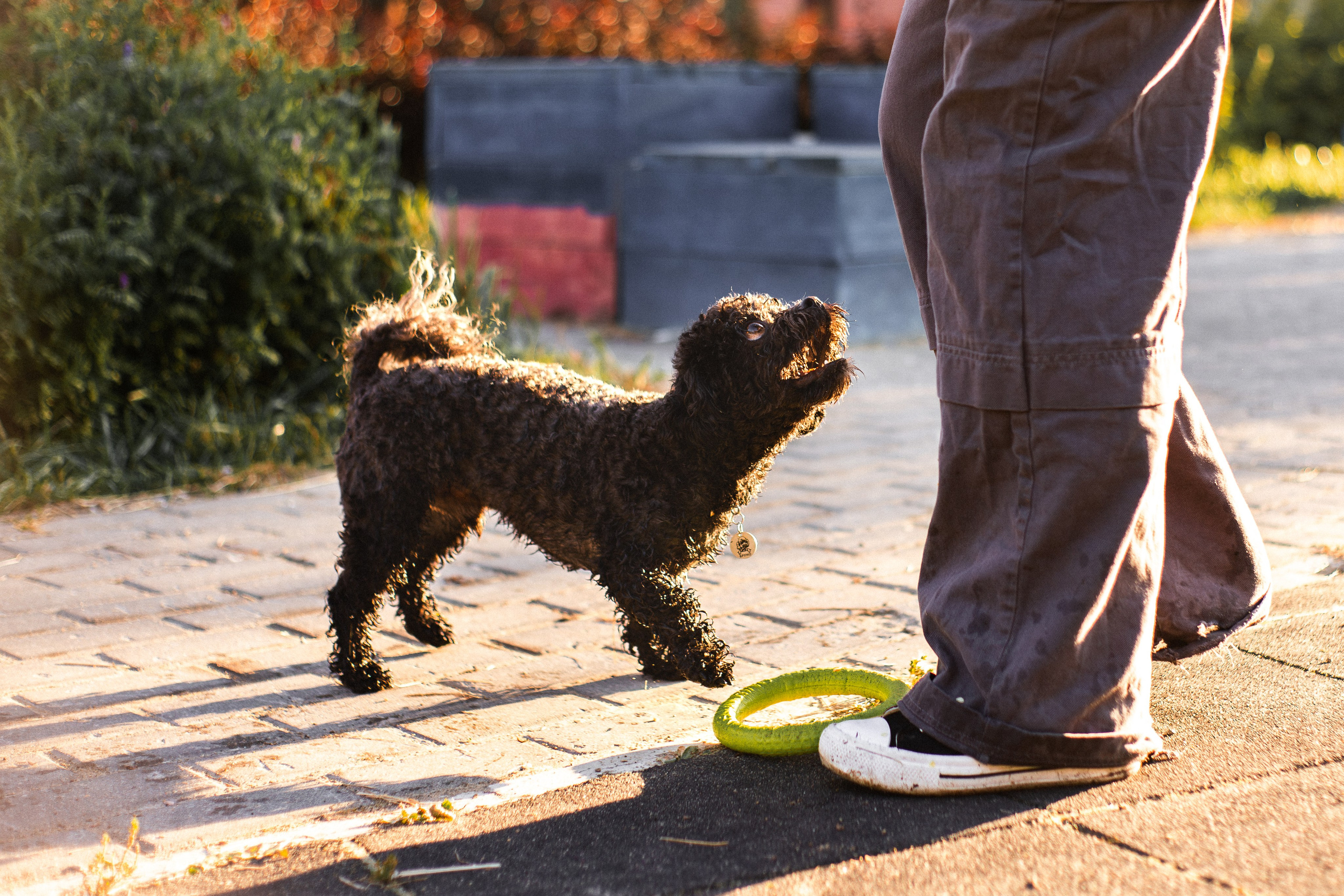 Анна и Бруно. Фотограф-анималист Мария Баркевич | Москва