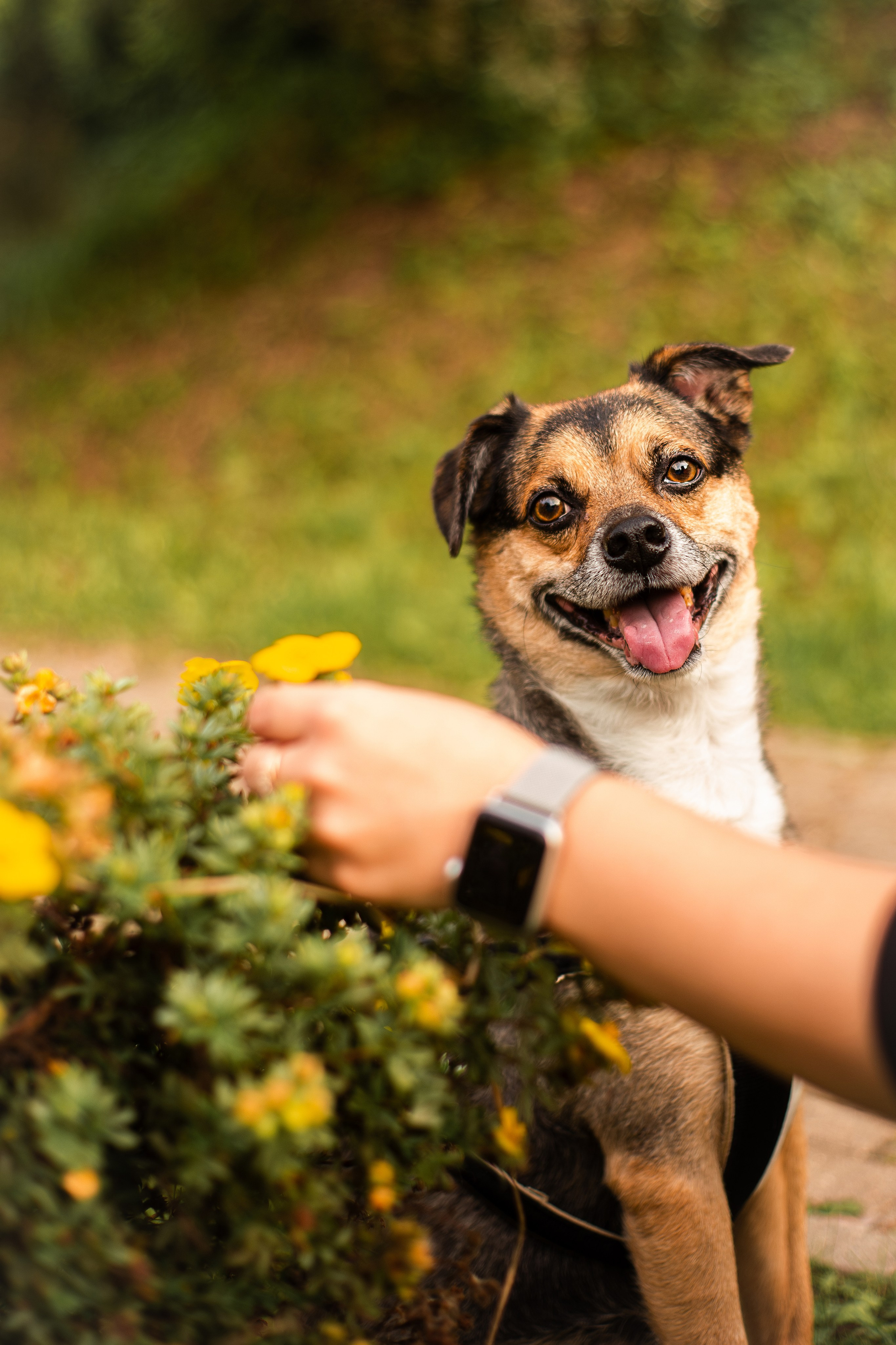 Виктория и Раф. Фотограф-анималист Мария Баркевич | Москва