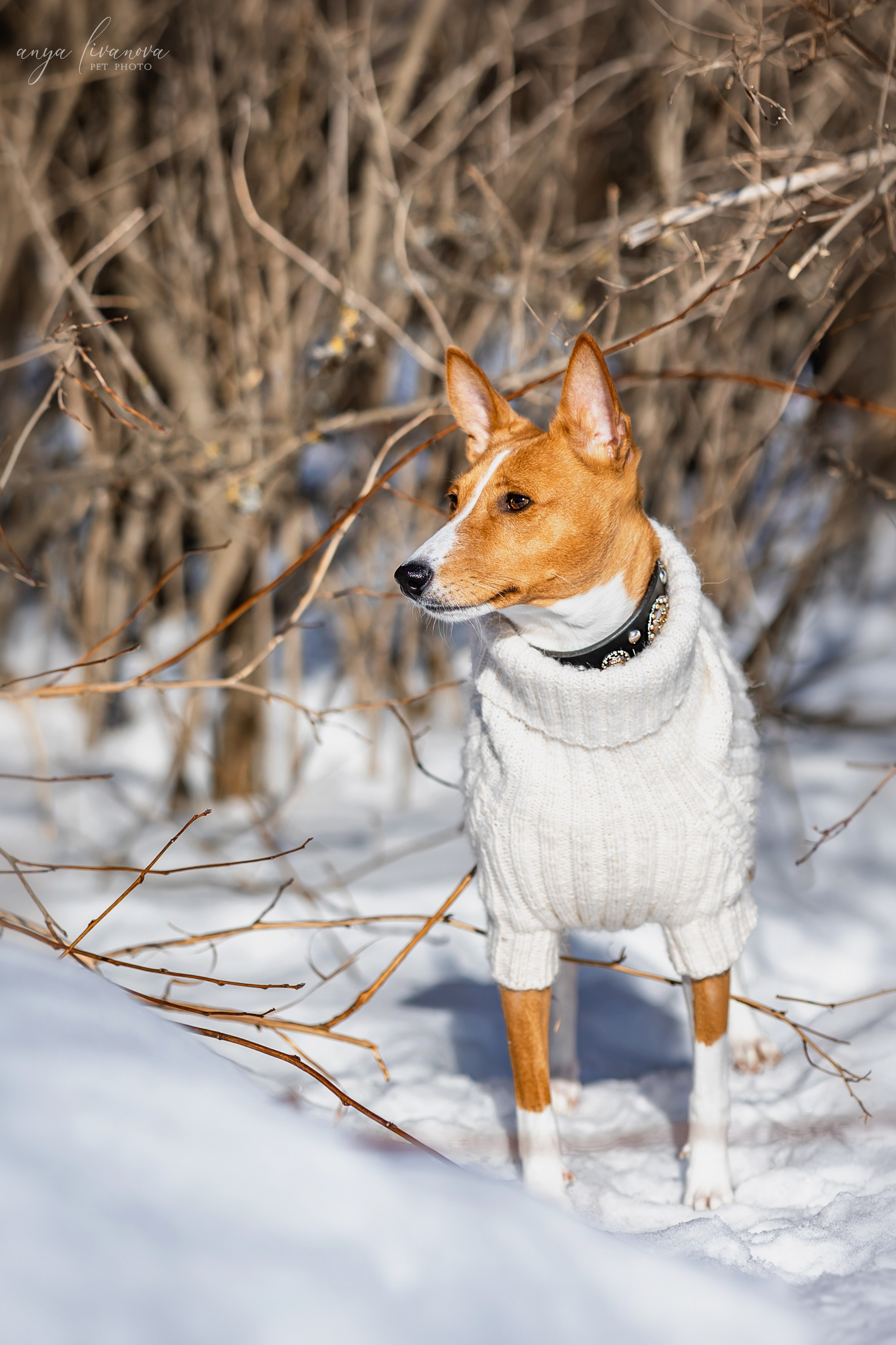 Одри и Ника. Фотограф анималист Аня Ливанова | Рыбинск