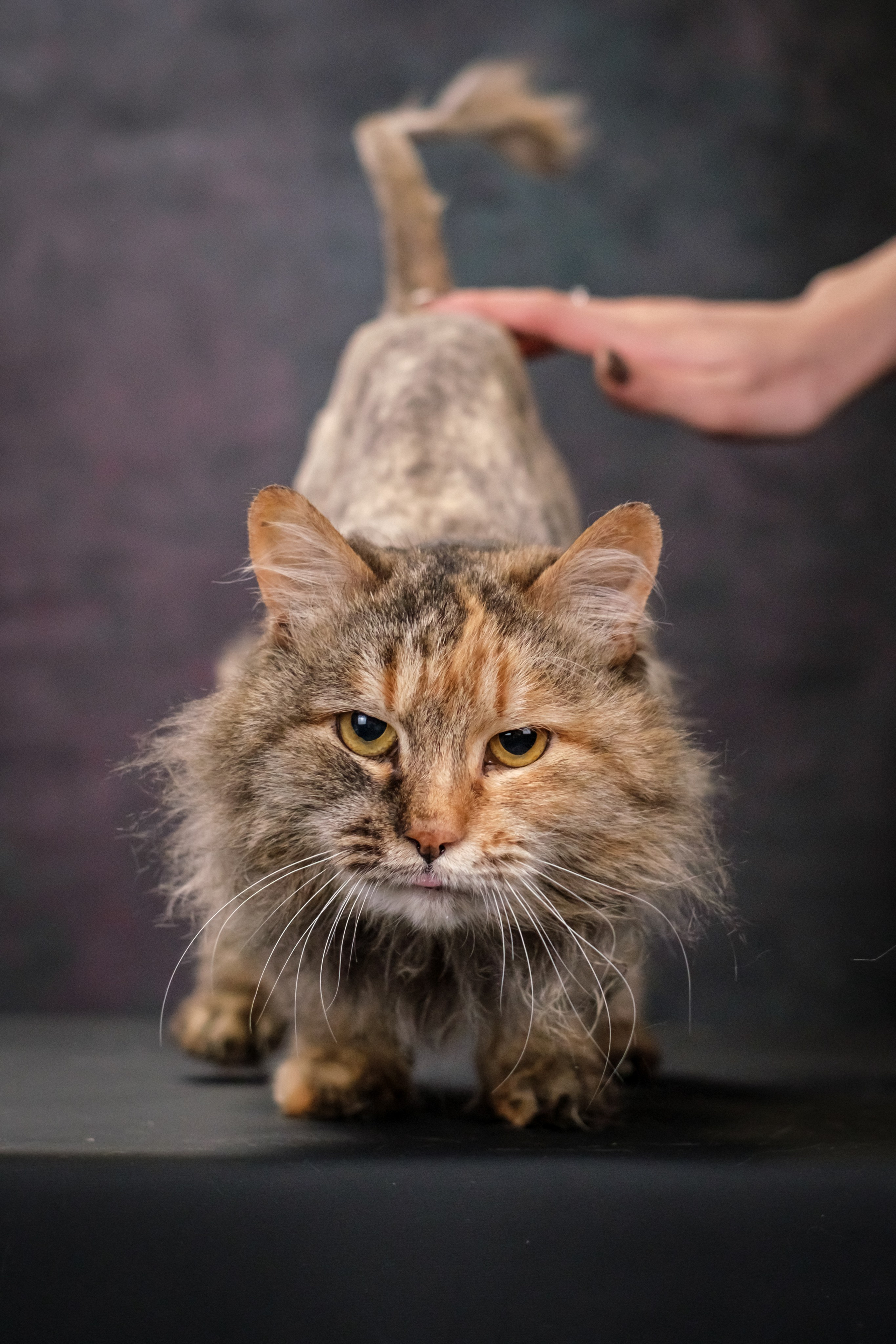 Котики Мурмурии). Зоофотограф, фотограф животных в Москве и области Дина Дамоцева