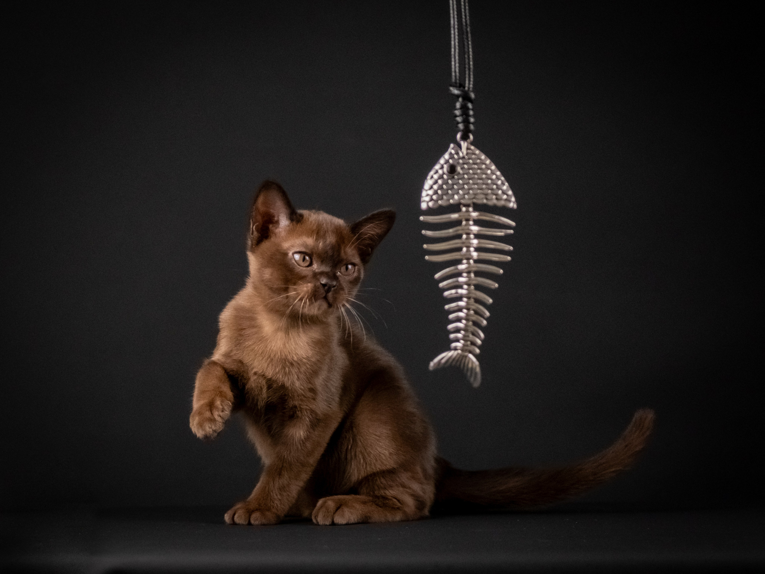 Бурмятки для Елены). Зоофотограф, фотограф животных в Москве и области Дина Дамоцева