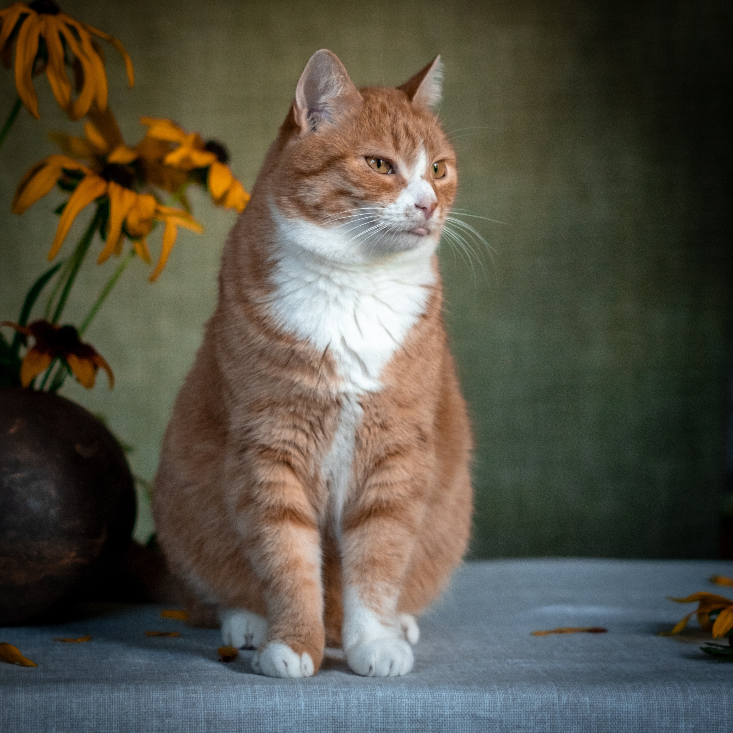 Нюша и Лучик для Антона!. Зоофотограф, фотограф животных в Москве и области Дина Дамоцева