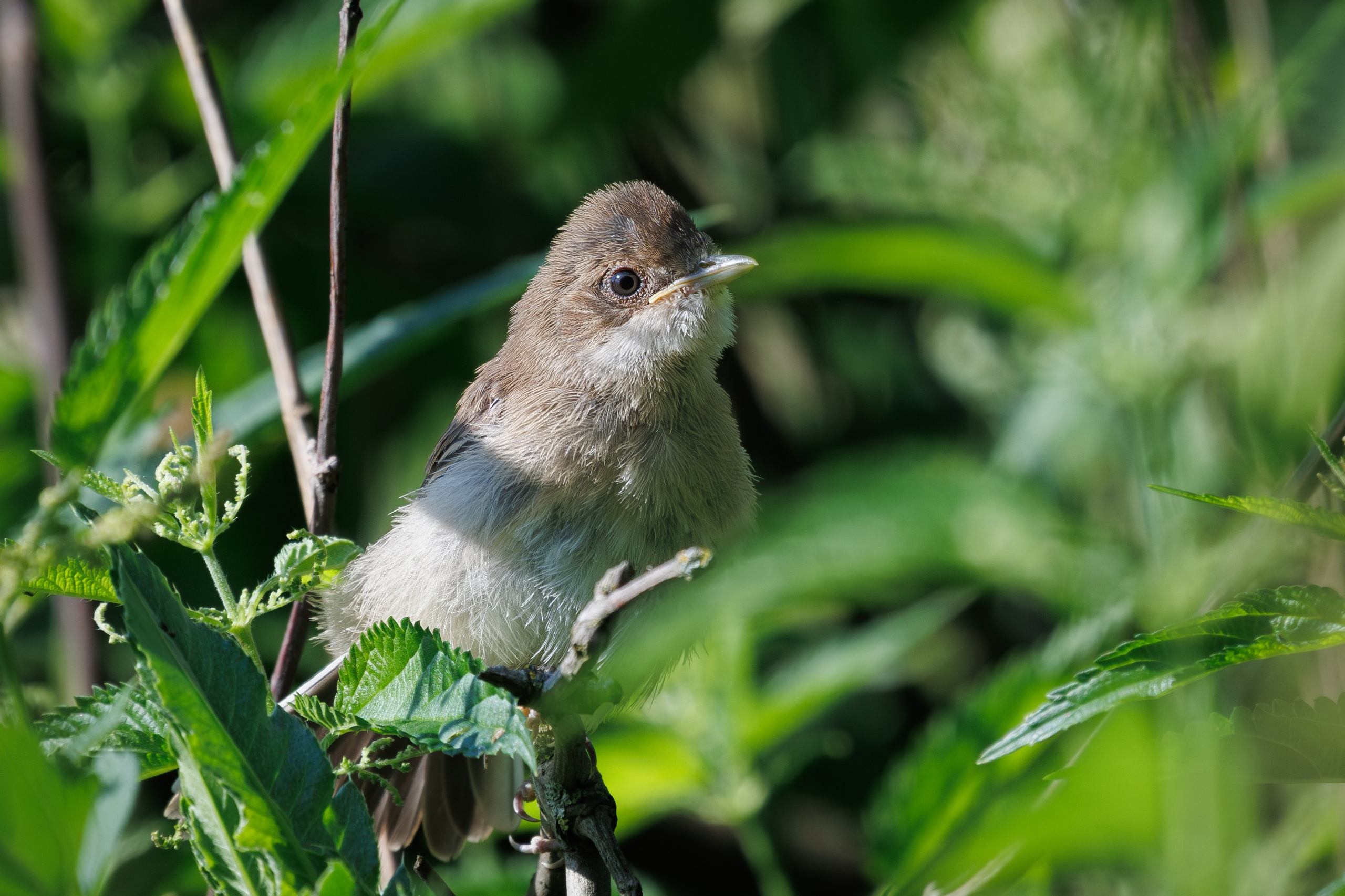 Серая славка, слеток в ветках листвы. г. Москва, долина реки Рудневки Снято на Canon EOS R8, RF 600 mm f11.