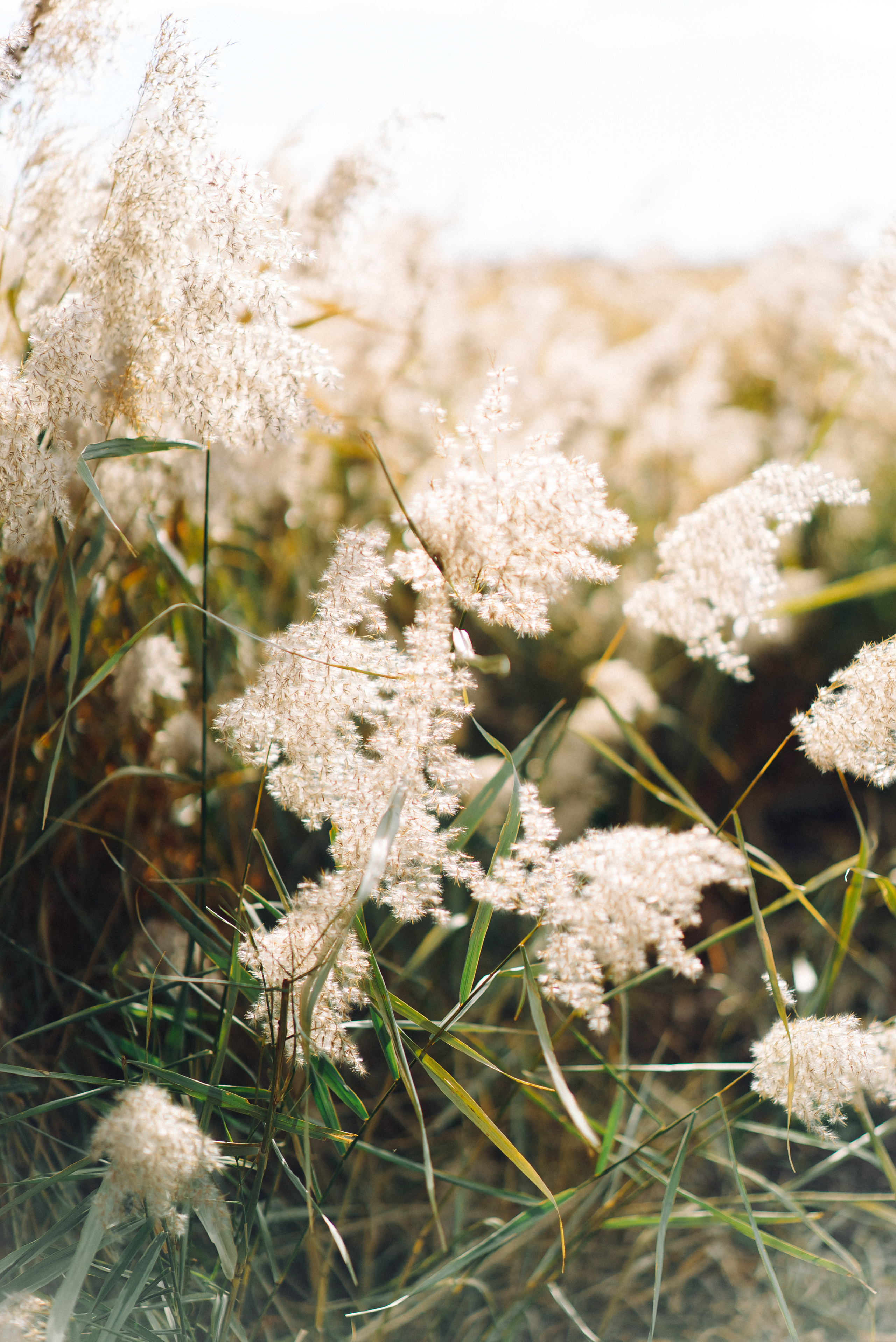 Юрий и Екатерина. Свадебный фотограф в Самаре Анна Ковалева