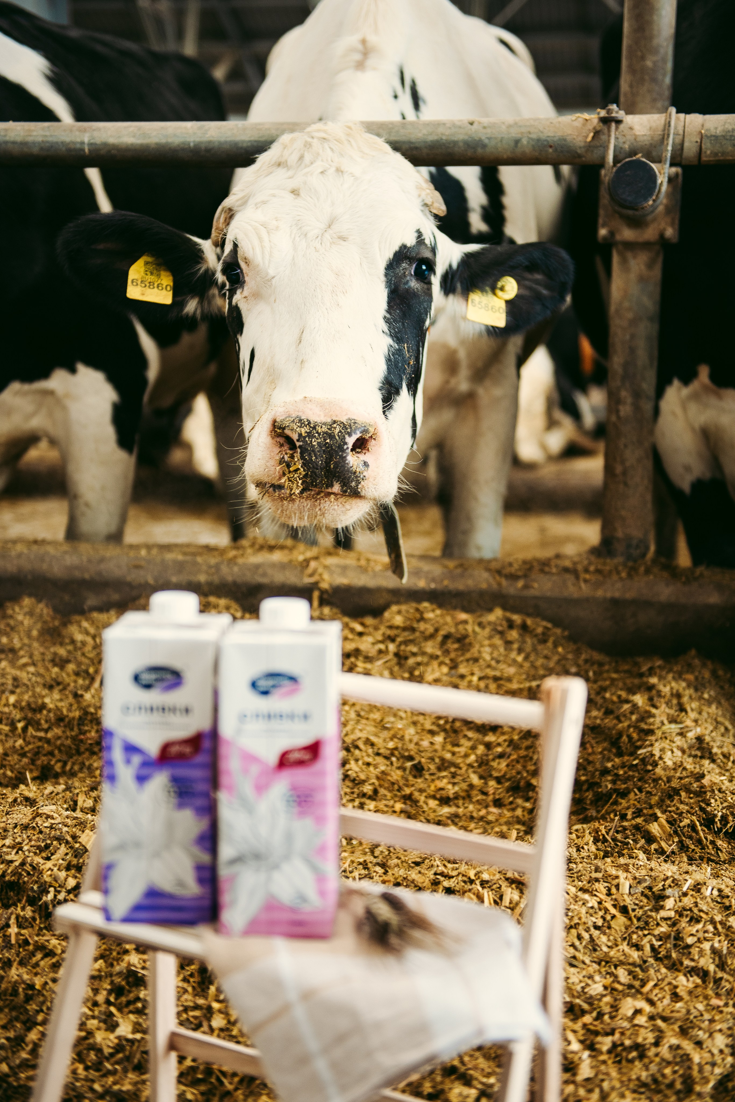 Хорошее дело I Дубенки. Фотограф в Республике Мордовия София Сержантова