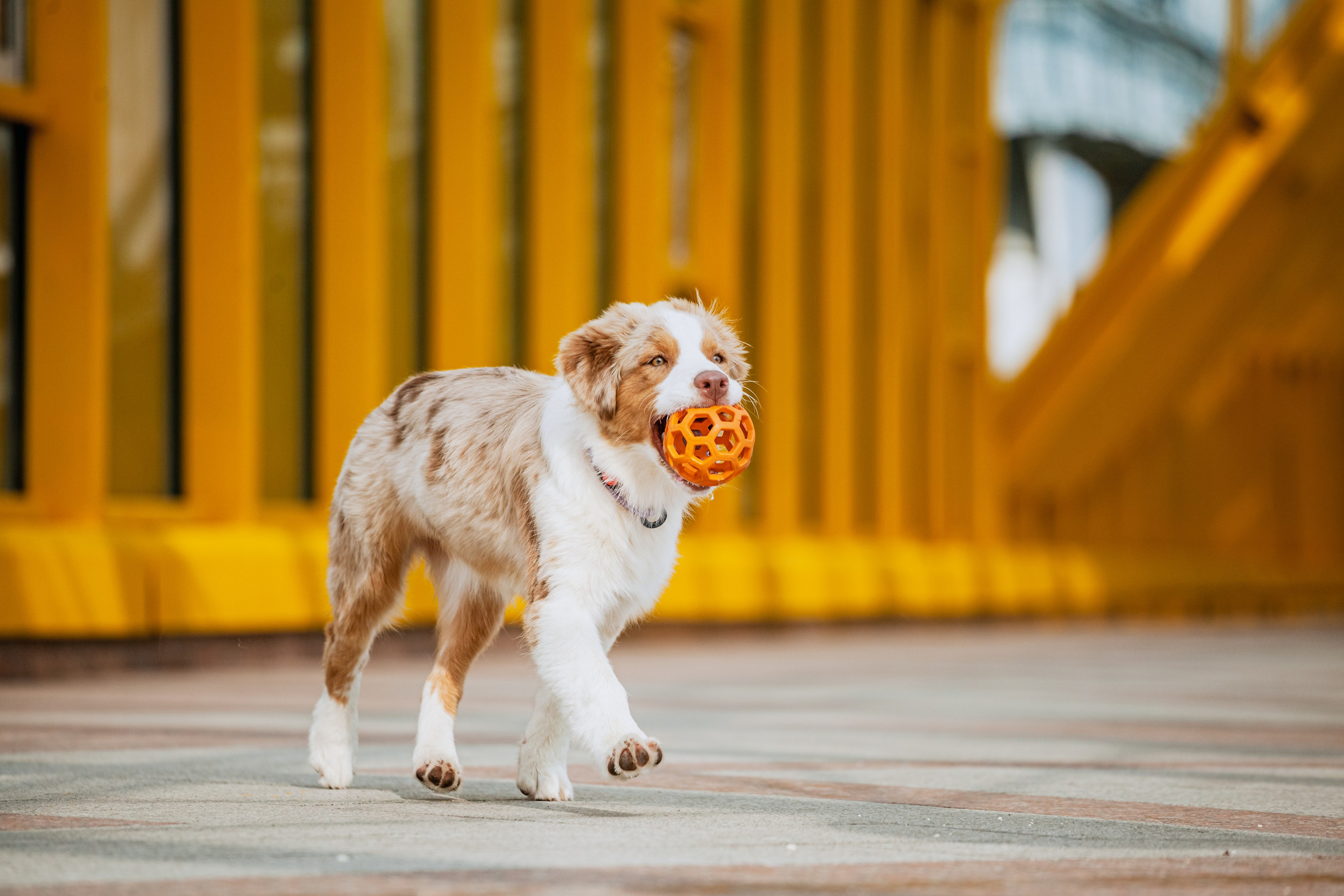 Андреевский мост. Фотограф-анималист Татьяна Степанова