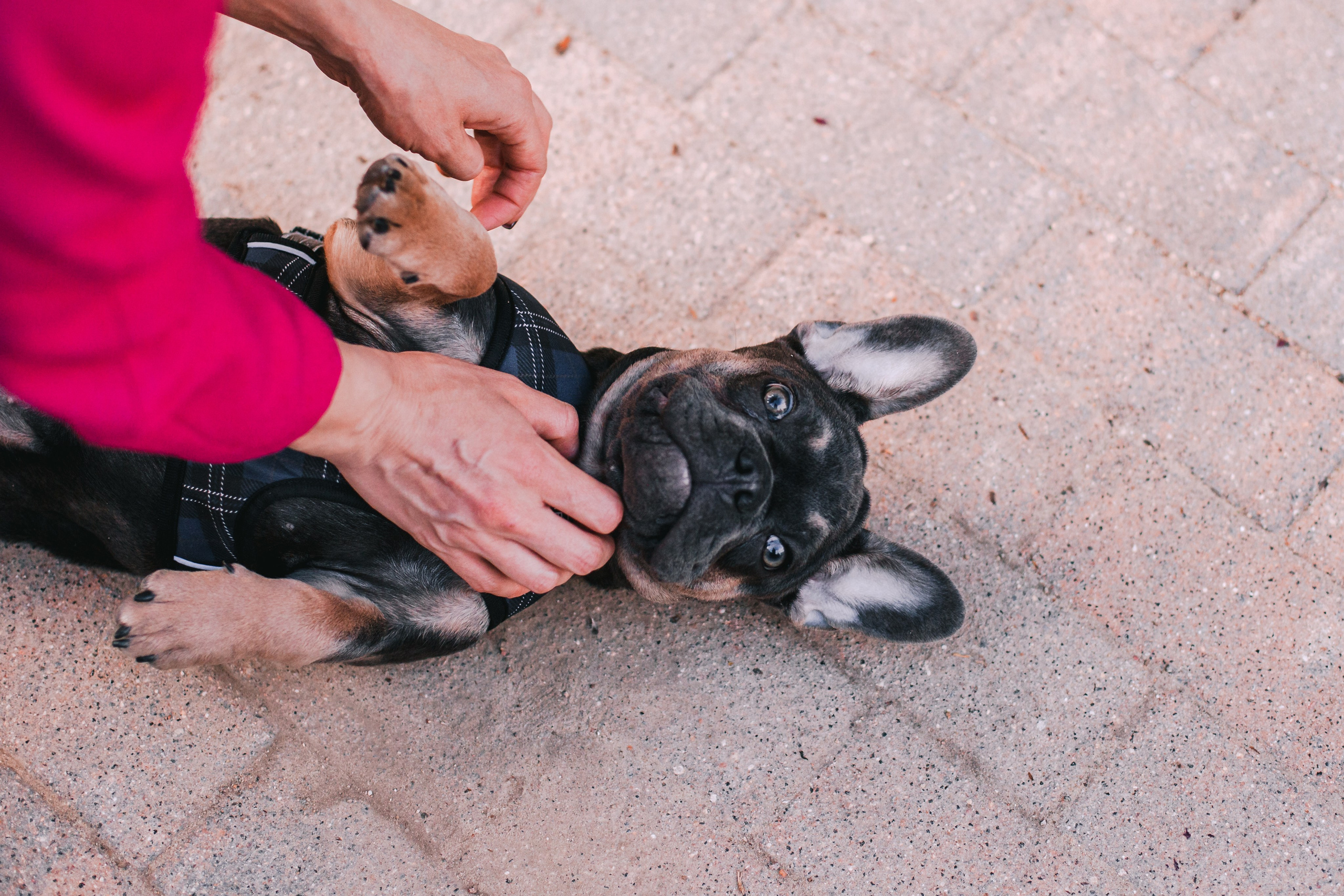 Даша и Мишель. Фотограф-анималист Татьяна Степанова