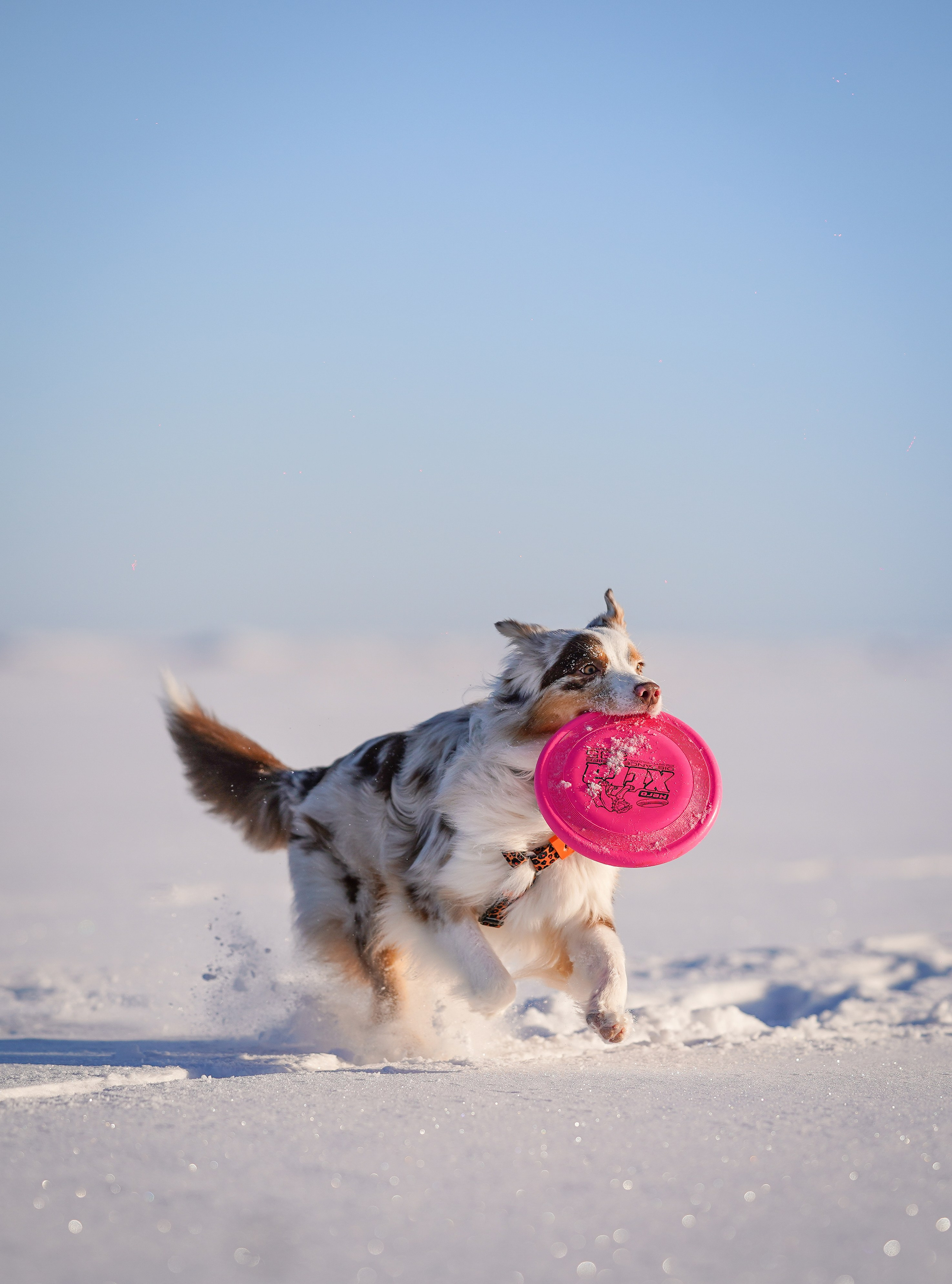 Панда март. Фотограф-анималист в Санкт-Петербурге Яна Мартынова