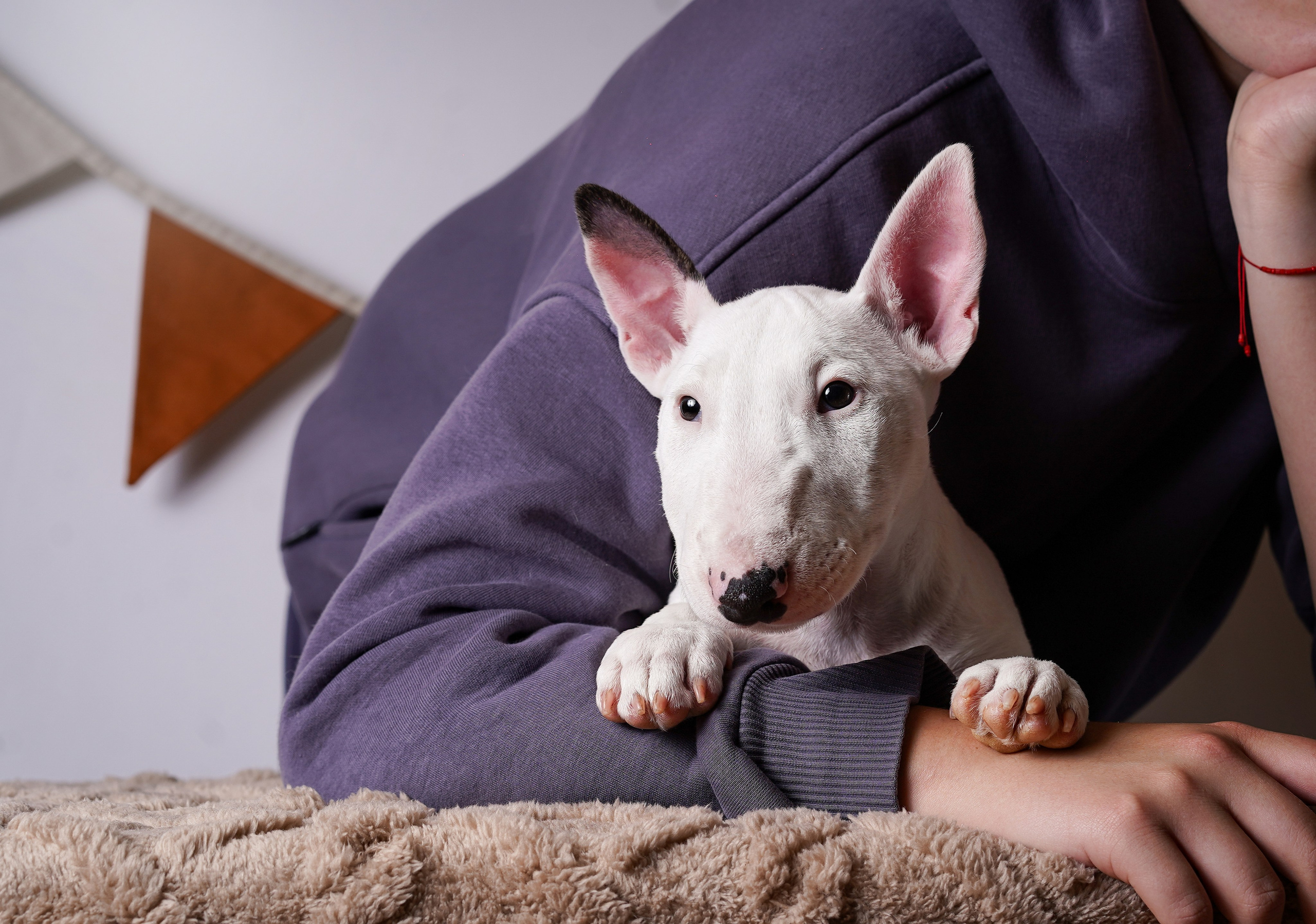 Щенки минибультерьера. Фотограф-анималист в Санкт-Петербурге Яна Мартынова