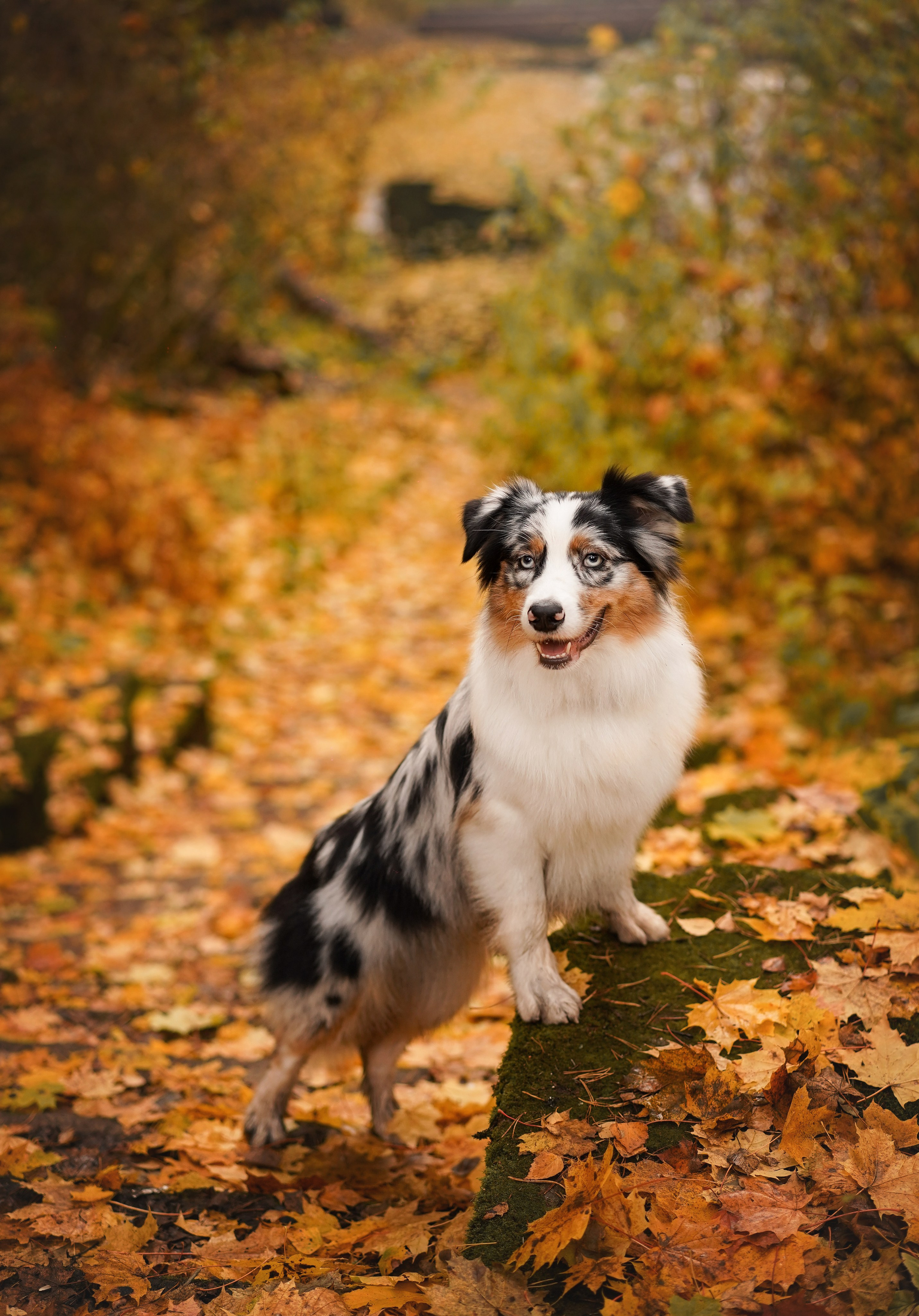 Соня Гавриил и Юкки. Фотограф-анималист в Санкт-Петербурге Яна Мартынова