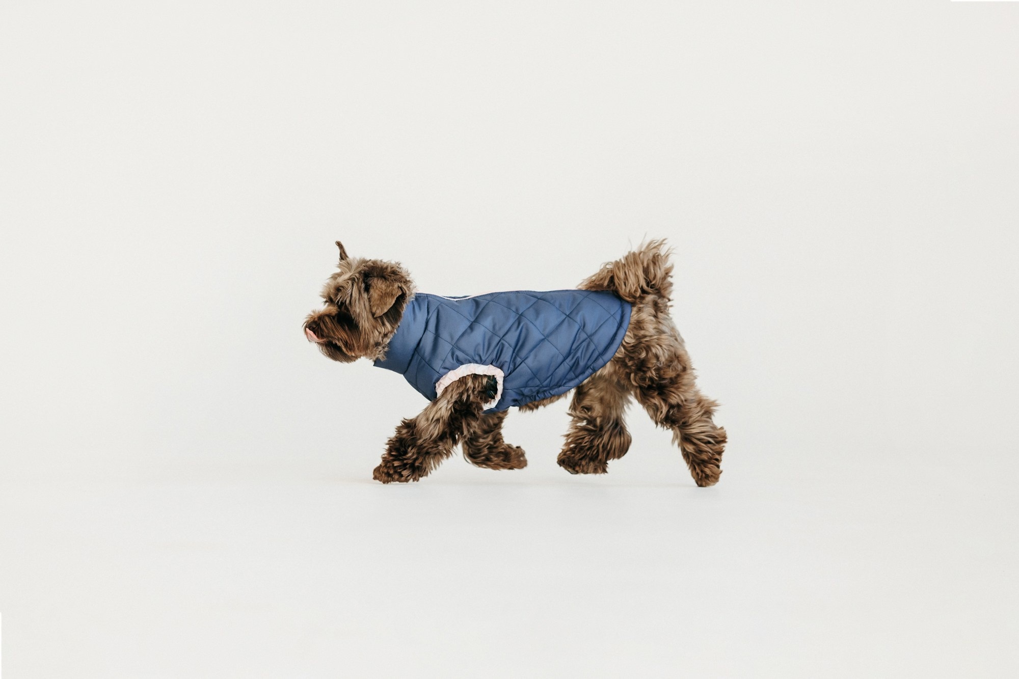 Одежда Lapa`s brand. Фотограф-анималист Елена Радченко, Москва