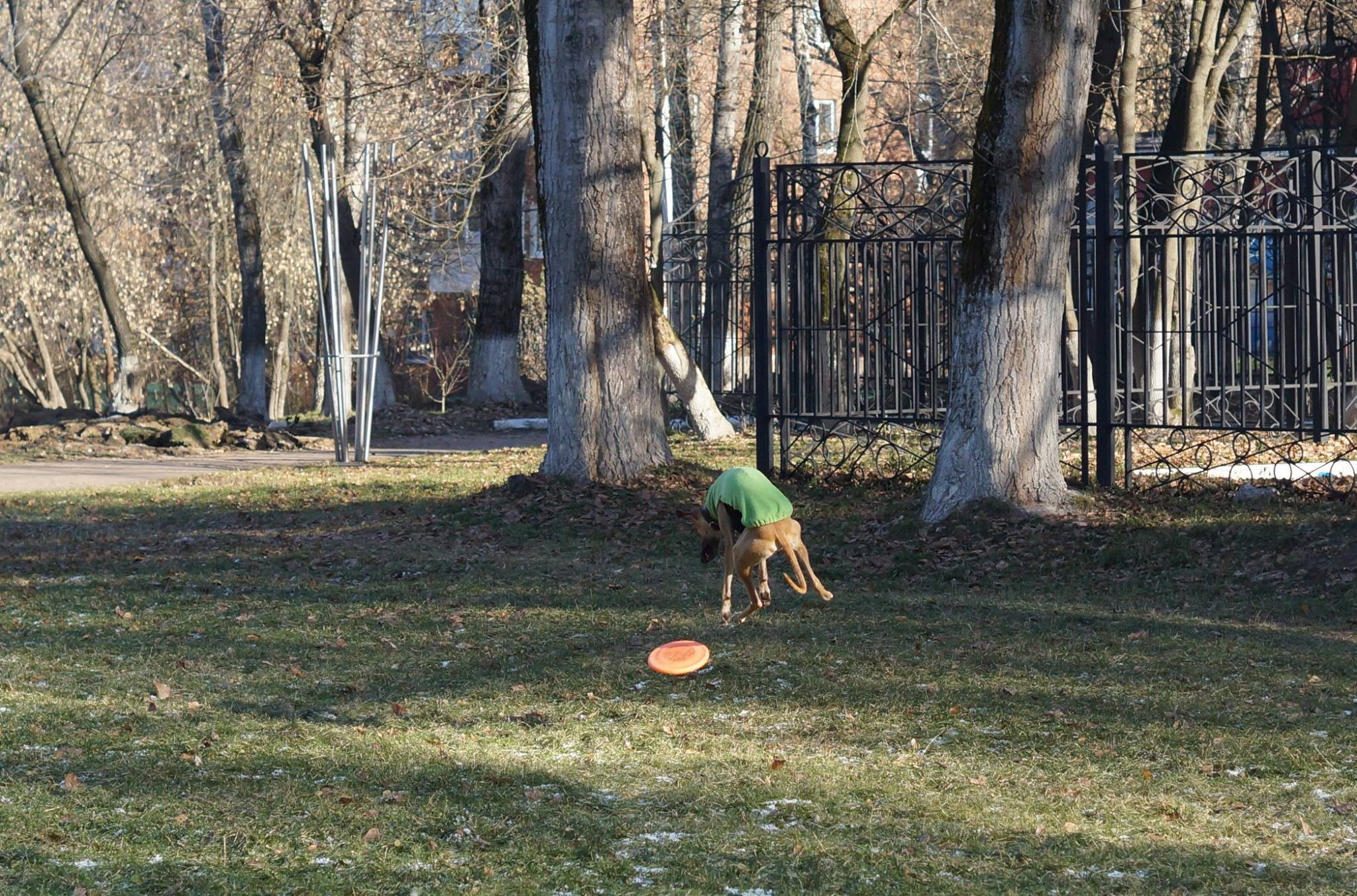 Fire Wolf. Питомник уиппетов «BIRNENHOF»