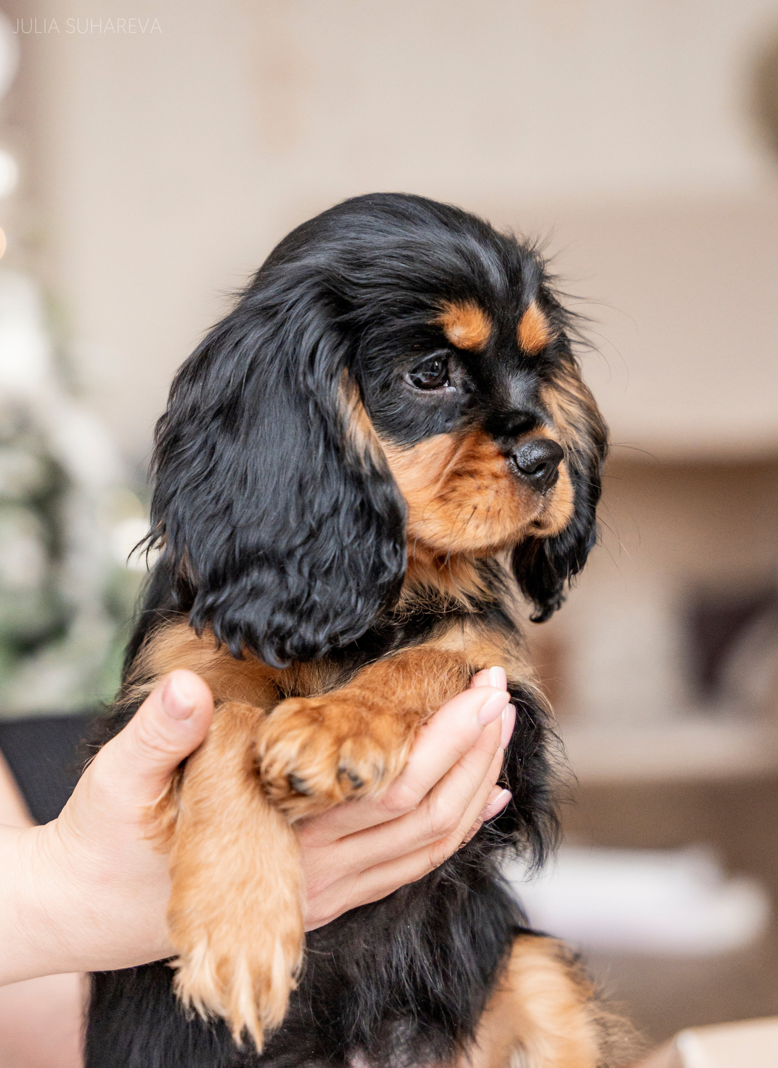 Щенки Кавалер кинг-чарльз-спаниель (Новый год). Главная