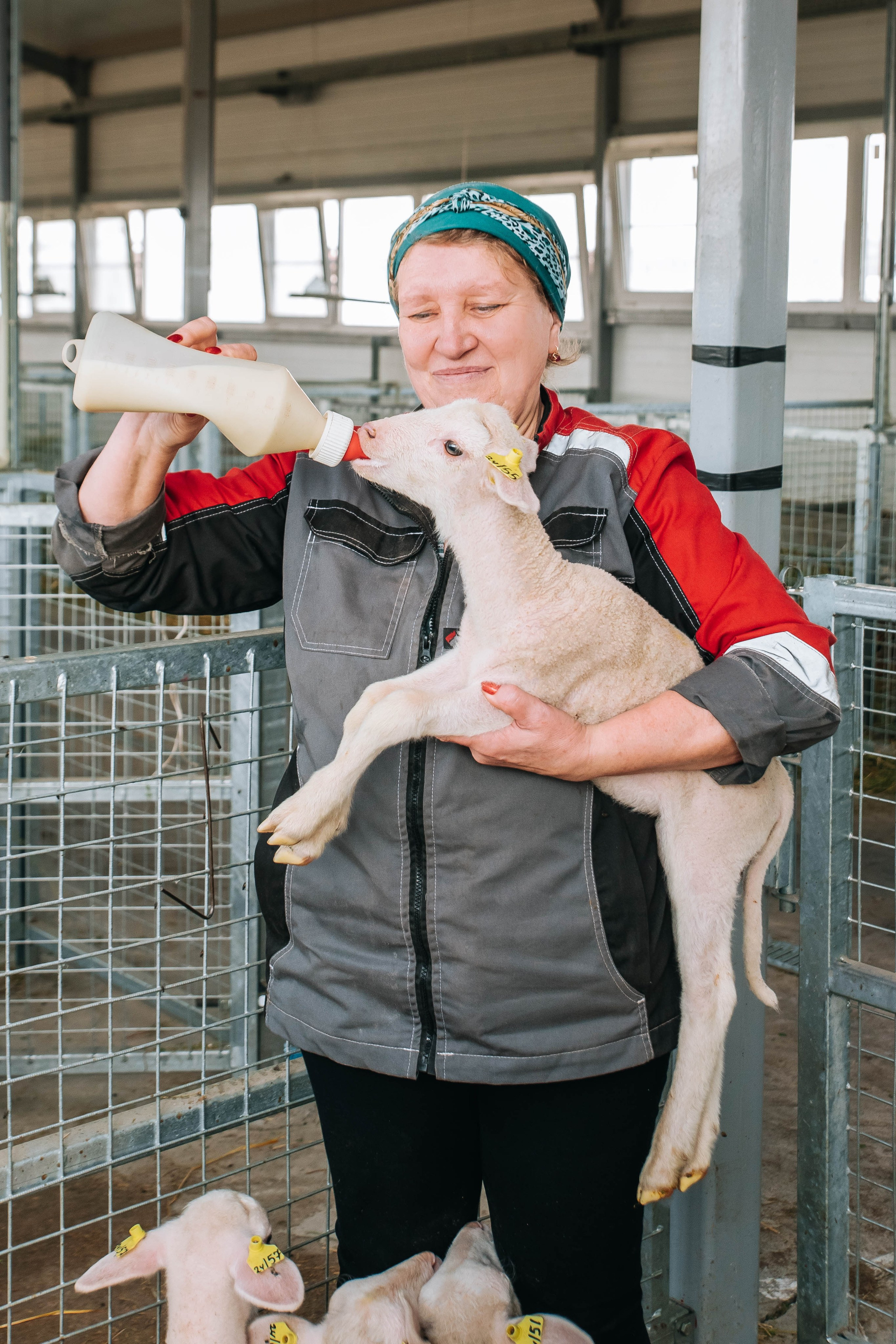 Овечья Ферма. Агрокурьер Красный Яр. Главная