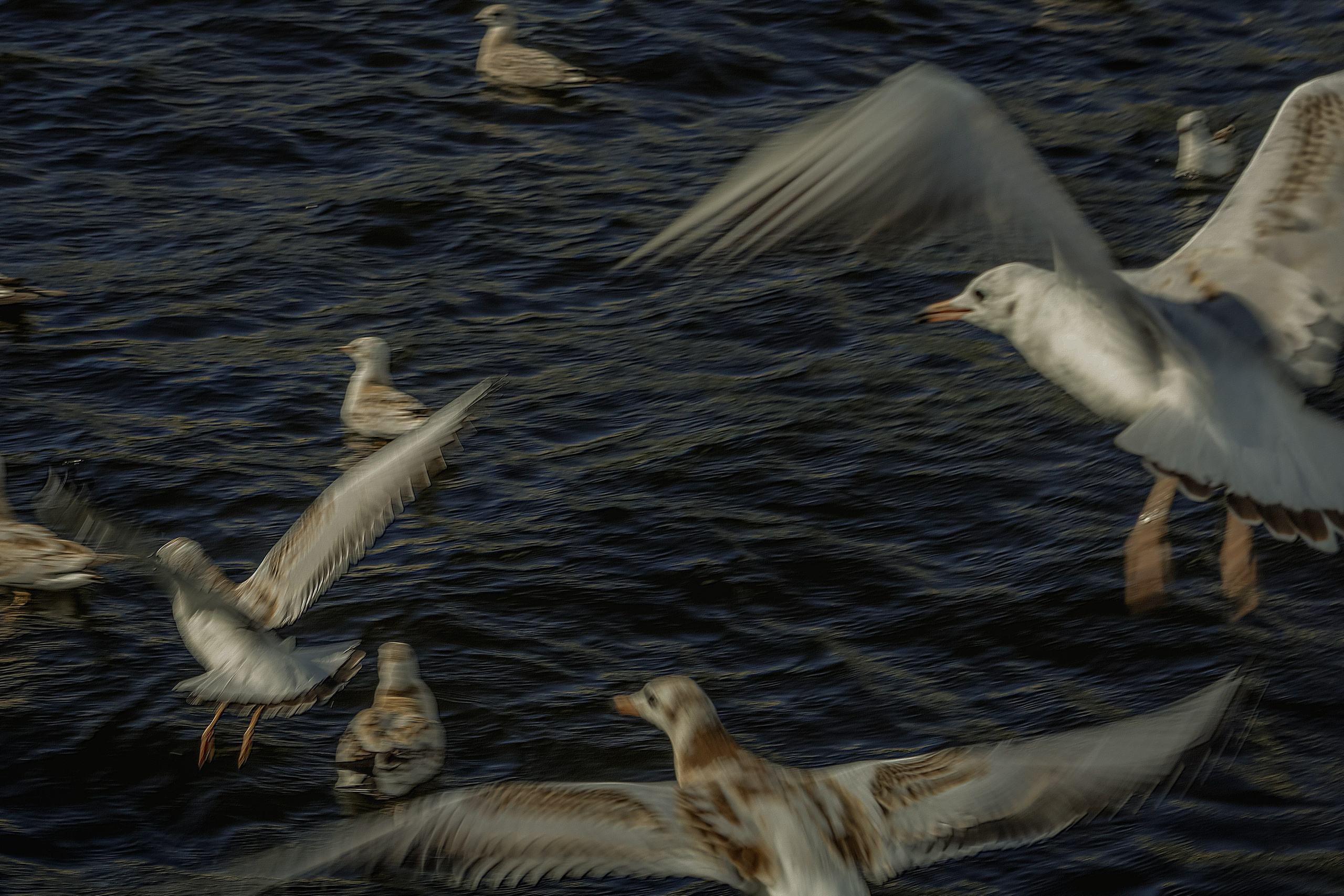 Природа &. Фотохудожник в СПб