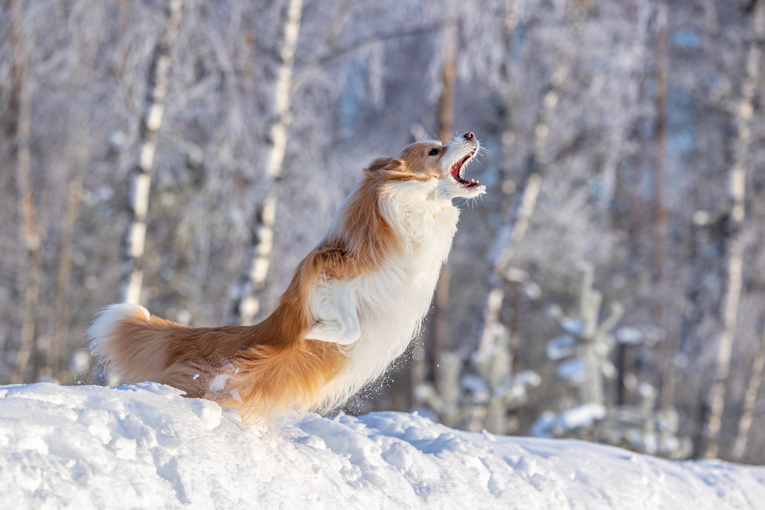 Бордер колли Прайм, Вэй и Лёля. Фотограф-анималист Natalia Deingel | Фотосъемка собак в Москве