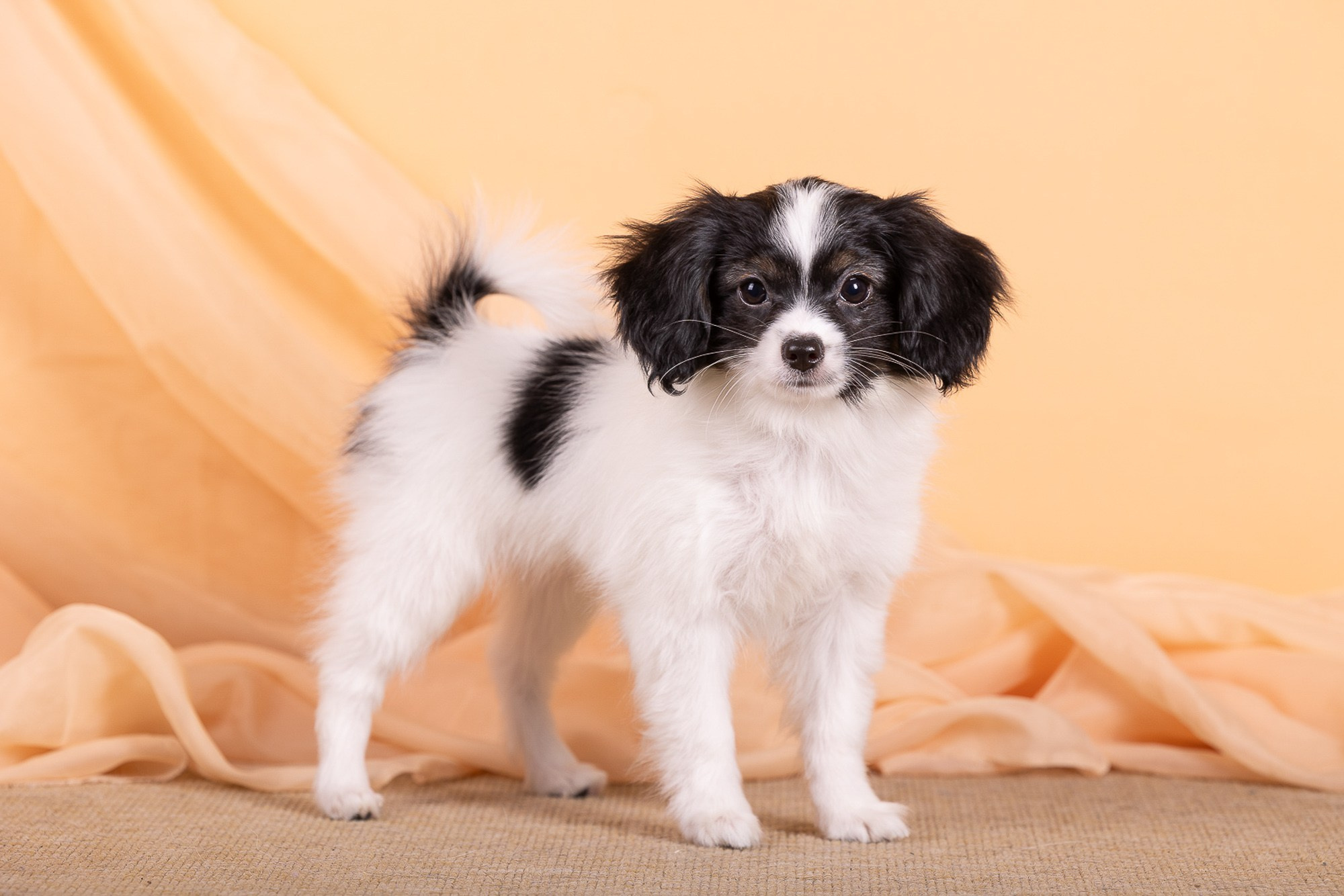 Фотосъёмки щенков. Фотограф-анималист Natalia Deingel | Фотосъемка собак в Москве