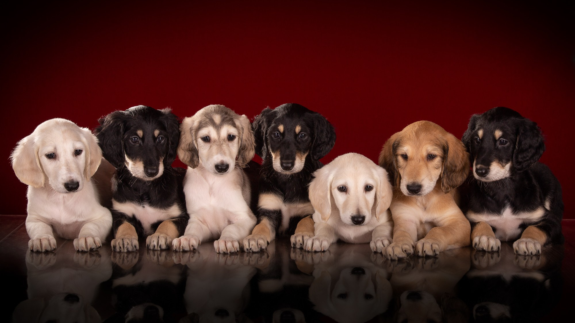 Фотосъёмки щенков. Фотограф-анималист Natalia Deingel | Фотосъемка собак в Москве