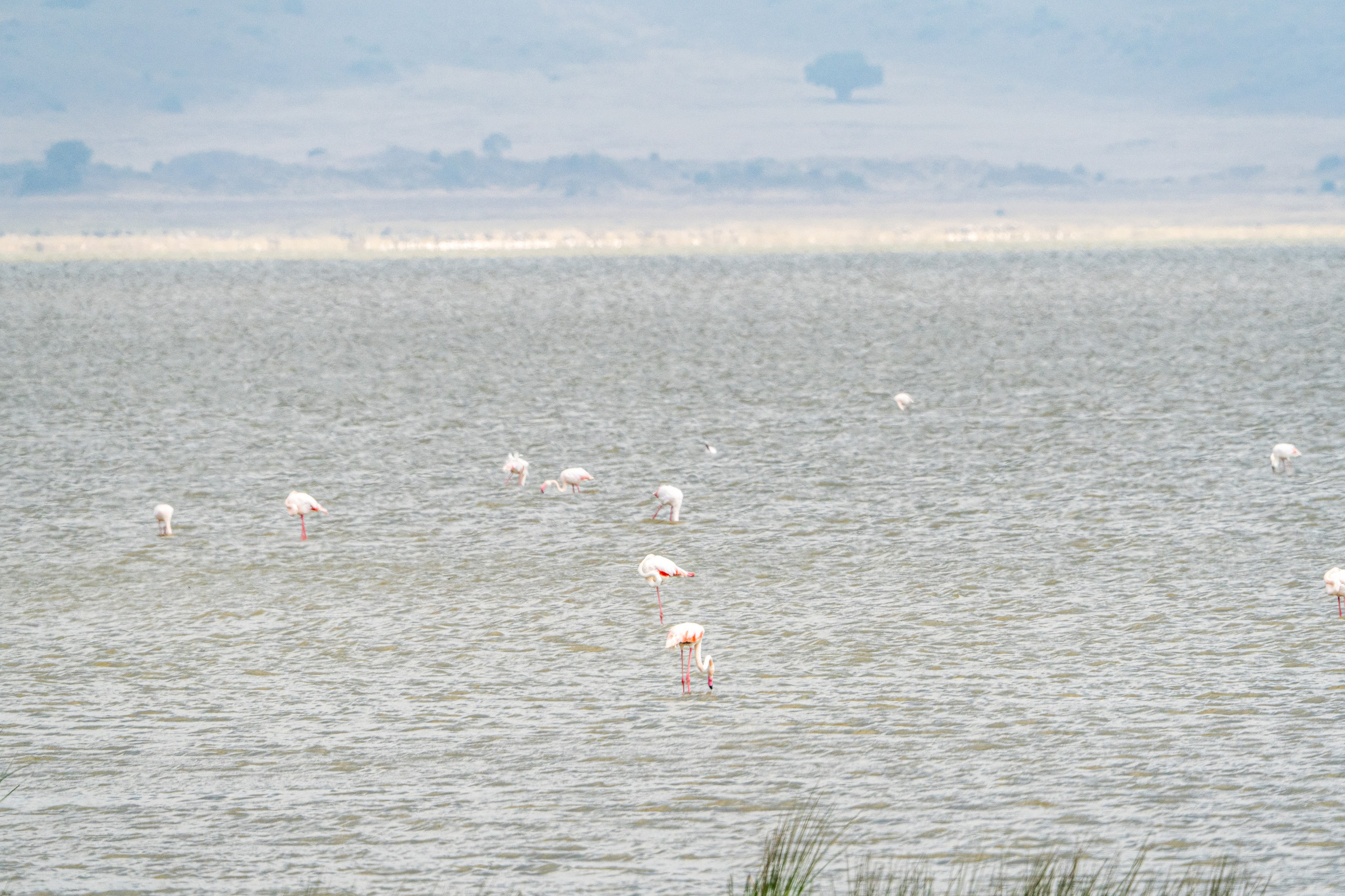 Танзания, сафари, 2025. Творческие сьемки