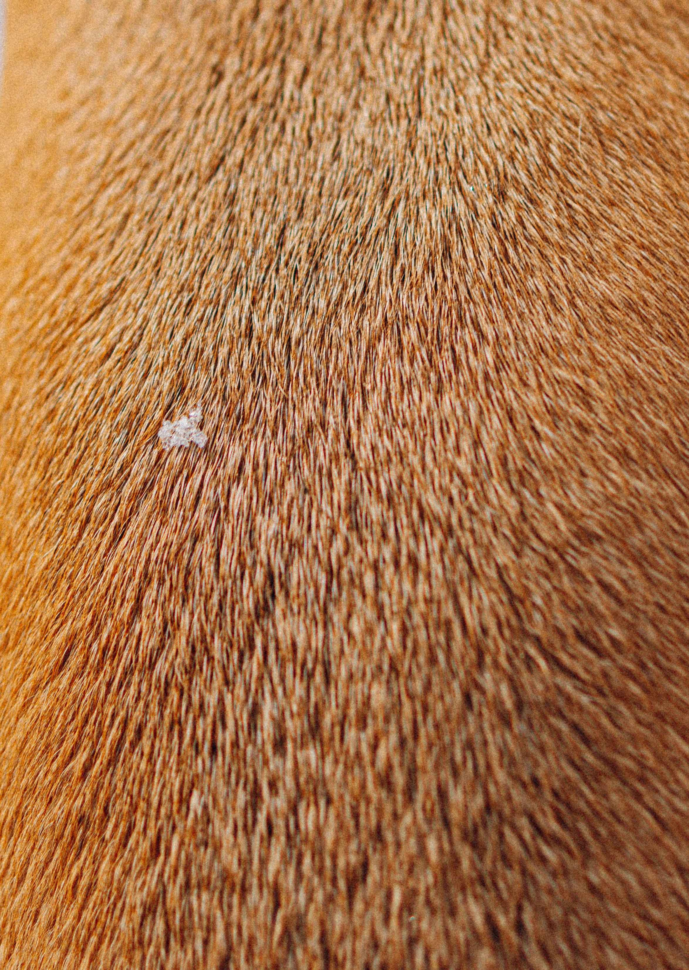 Свобода и ее семья. Фотограф-анималист в Москве Лера Черноног