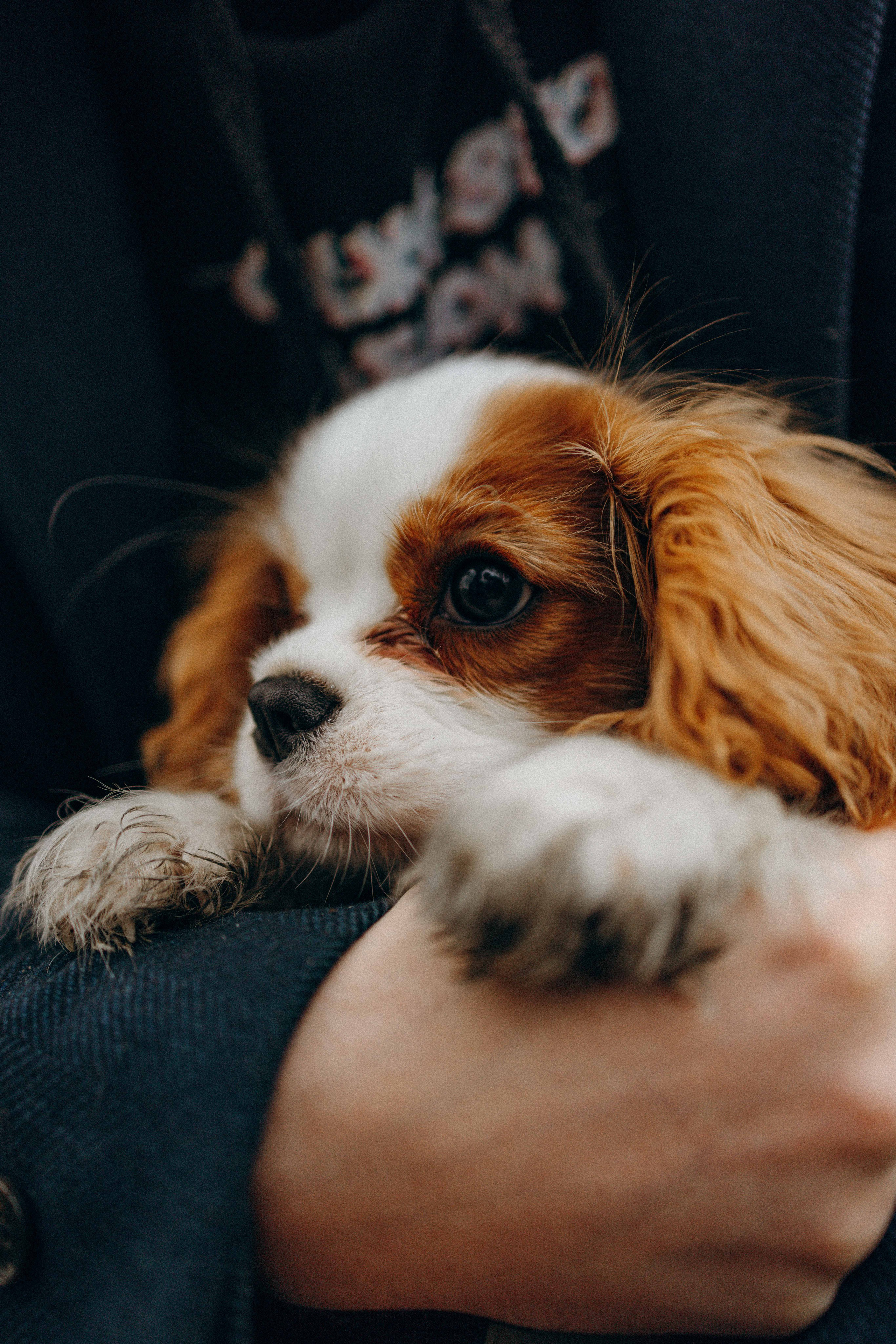 Юля и Кипр. Фотограф-анималист в Москве Лера Черноног