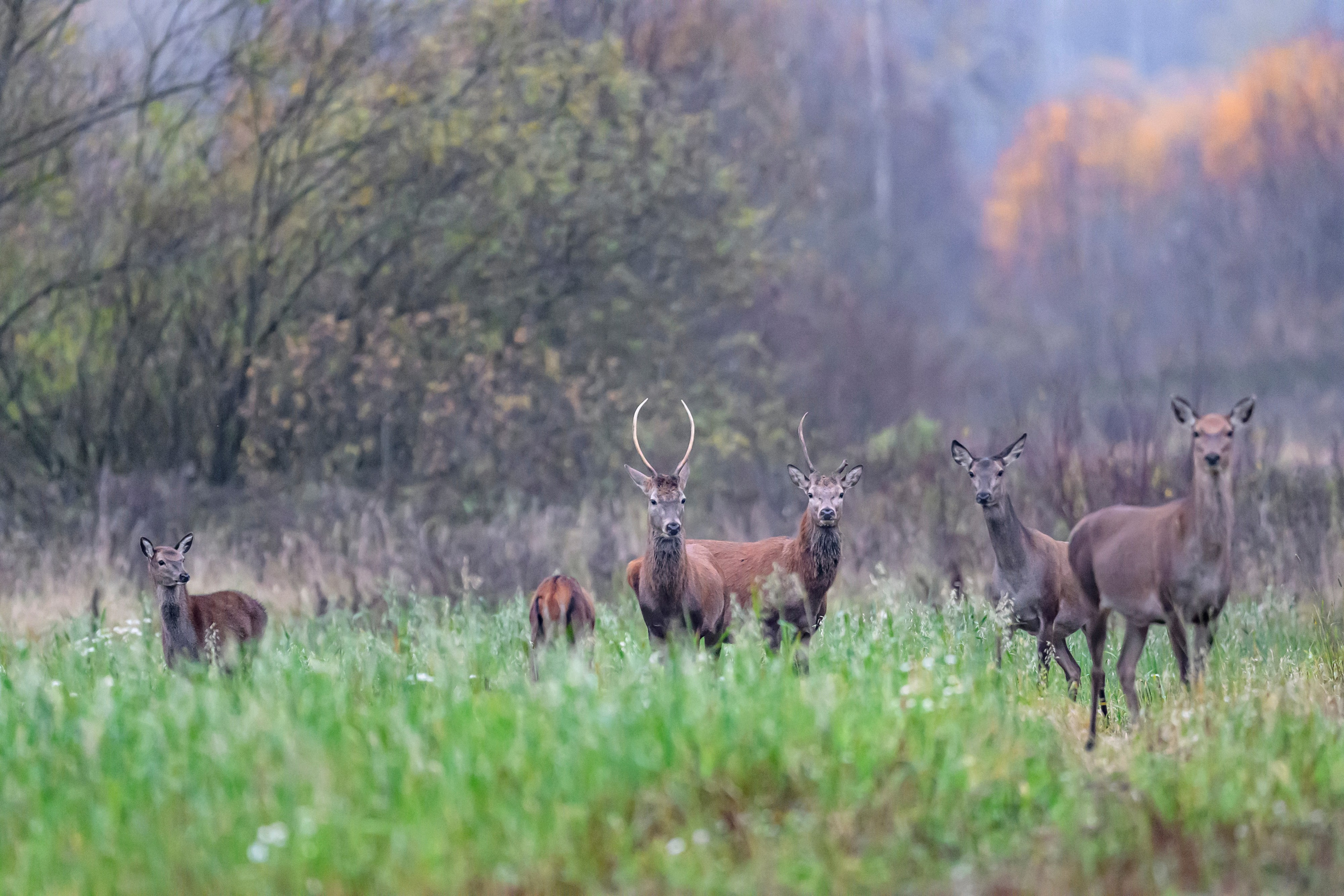 Олени III. Wildlife photography by Sergey Puponin