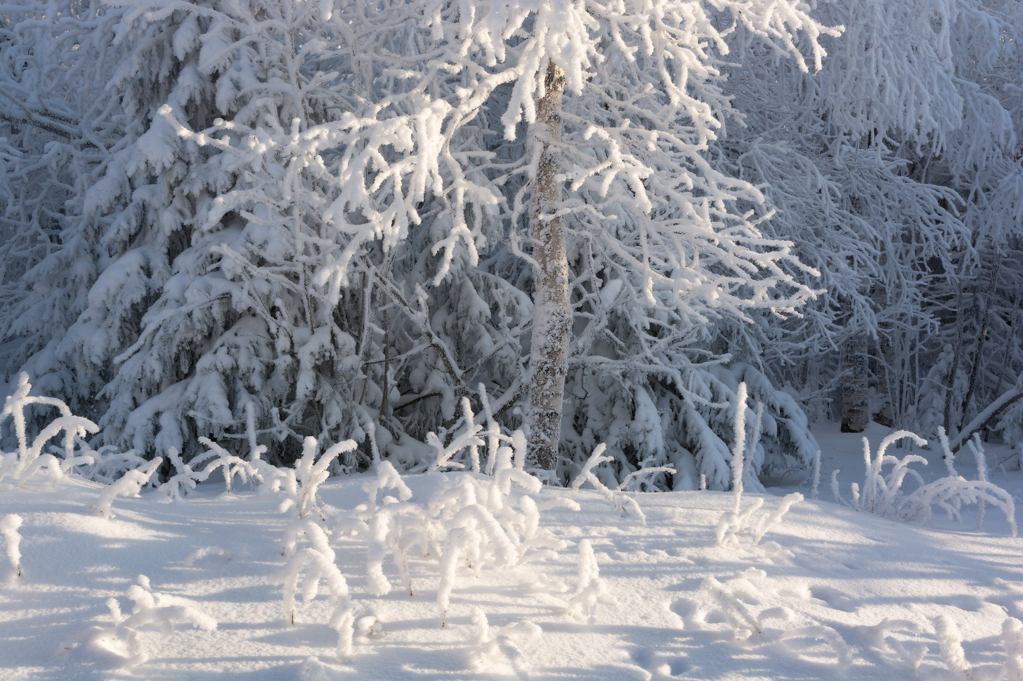 Зимний снег сверкает на солнце, покрывая склоны горы Белая серебристым светом.