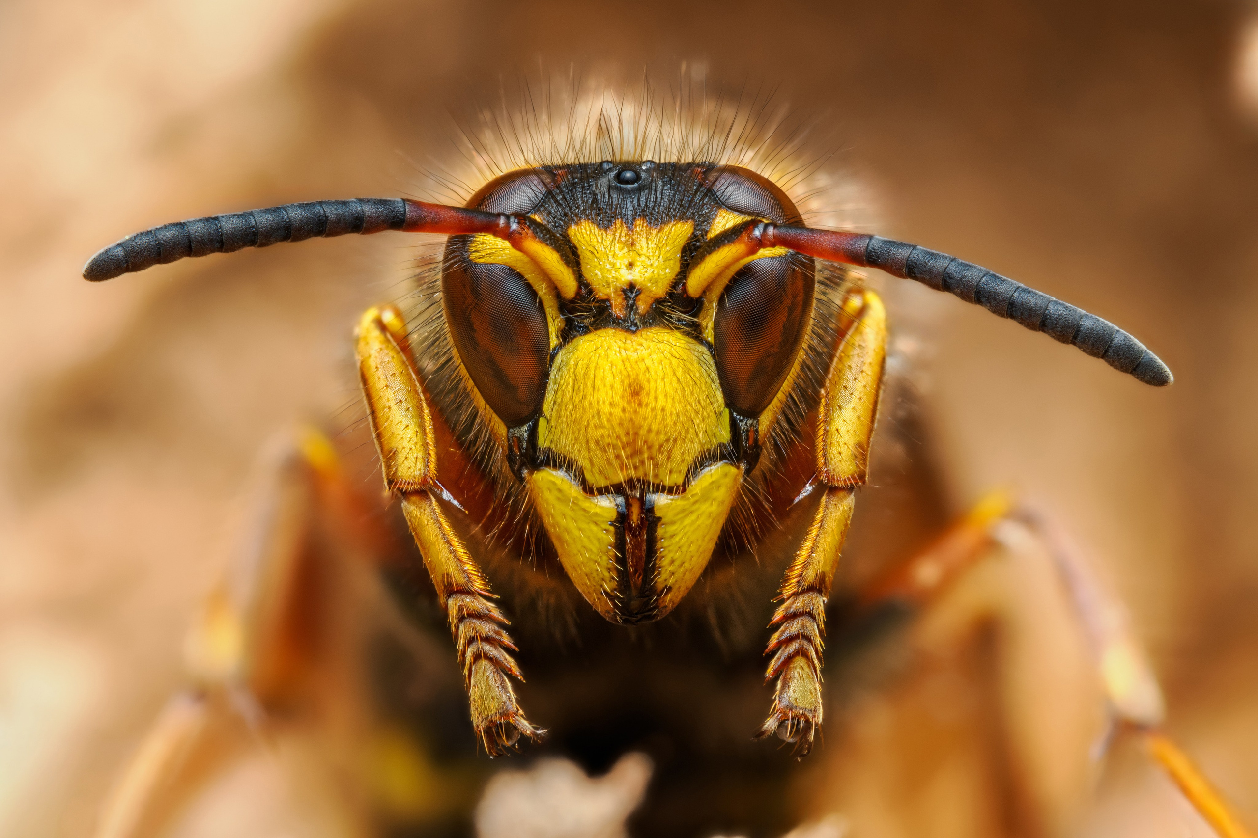 Оса средняя на фоне земли