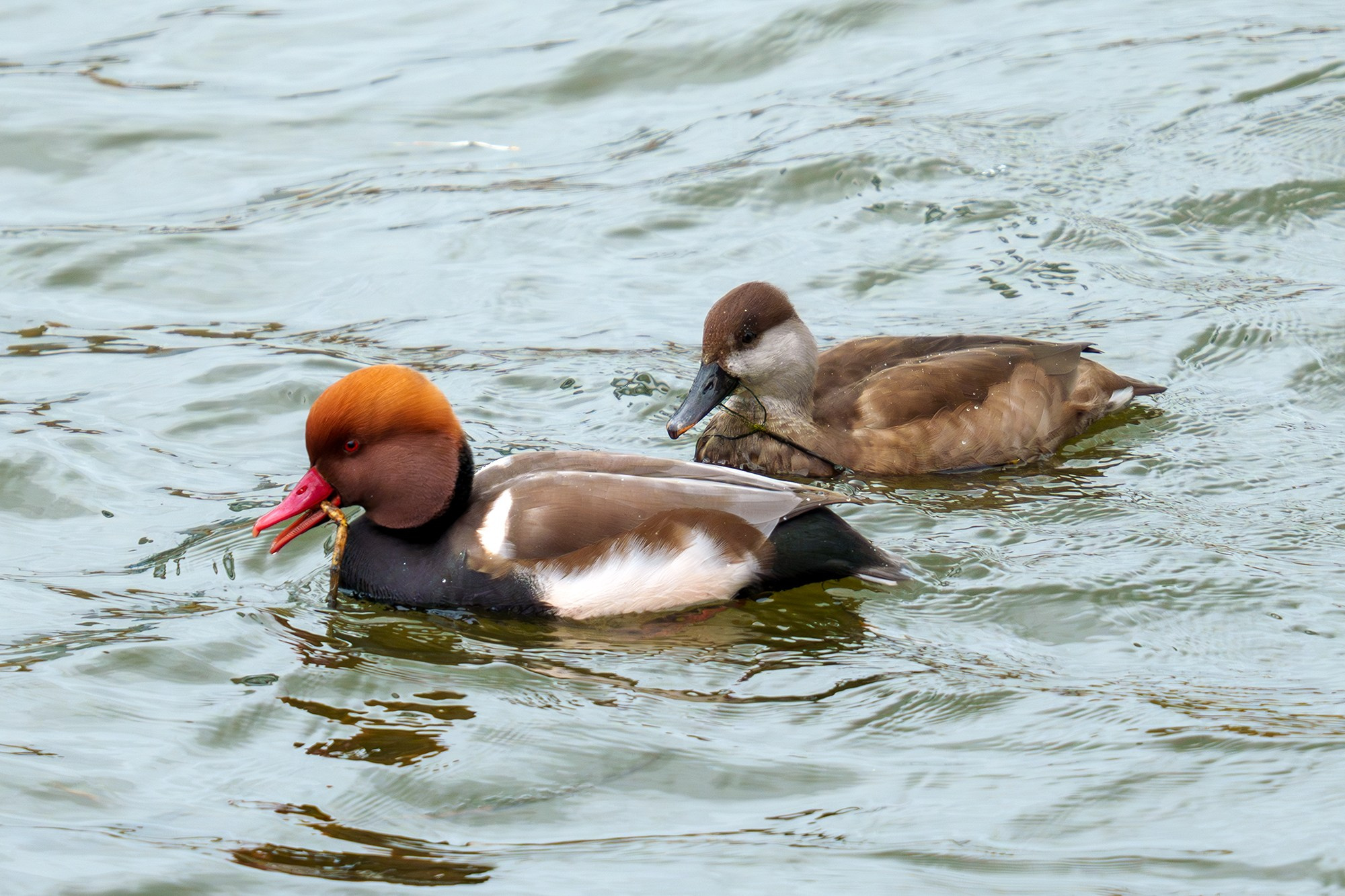 Удивительные мир птиц. Вокруг нас столько прекрасного — присмотритесь!. Ваш личный фотограф Марина Волкова