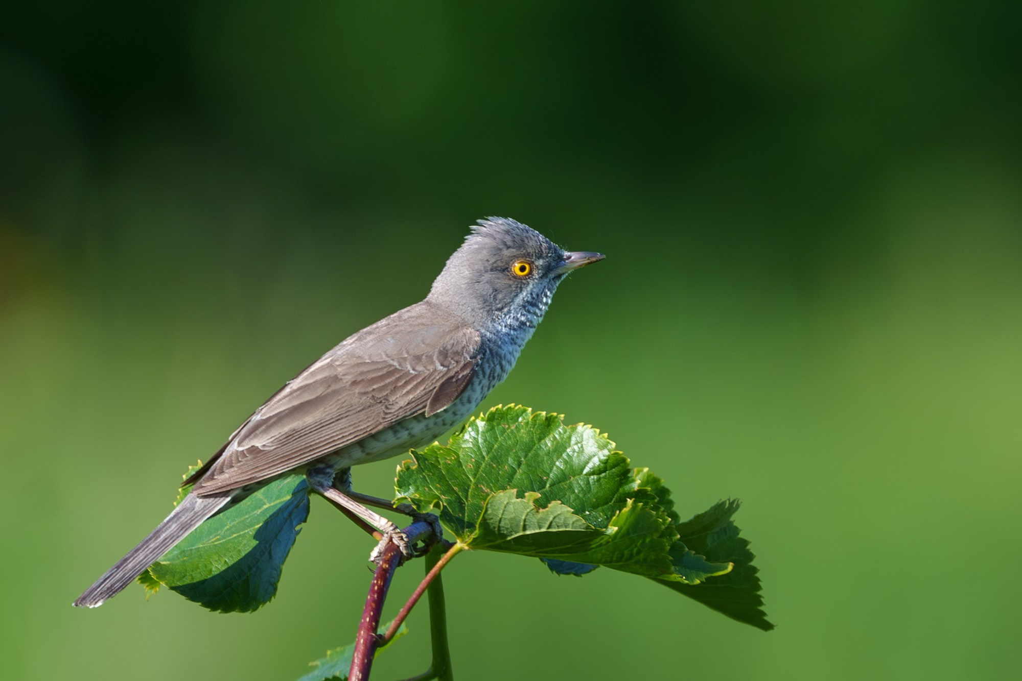 Удивительные мир птиц. Вокруг нас столько прекрасного — присмотритесь!. Ваш личный фотограф Марина Волкова