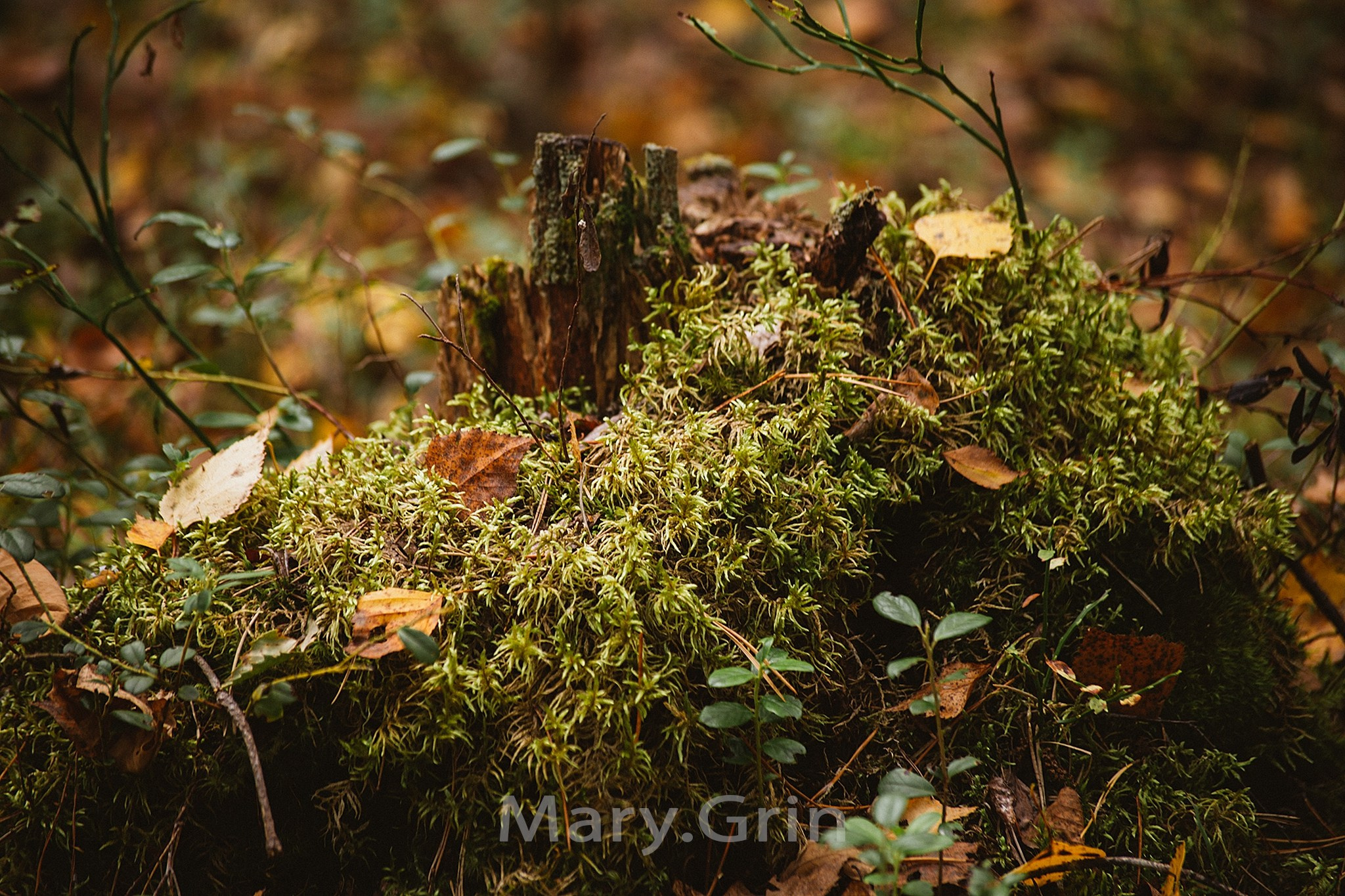 Русская деревня. Детский и семейный фотограф, фотограф мероприятий Нижний Новгород