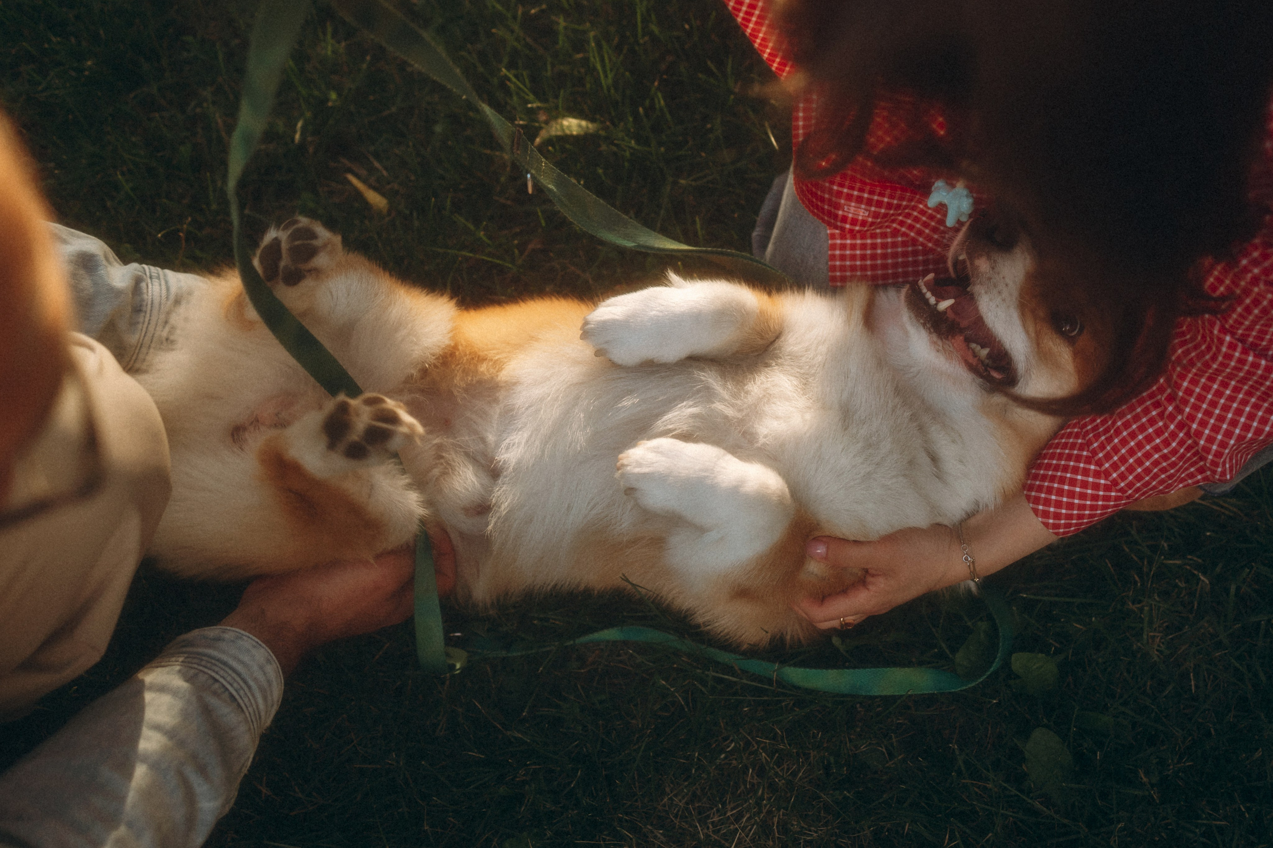 Момо, Люда и Эд. Фотограф анималист Анастасия Пикей